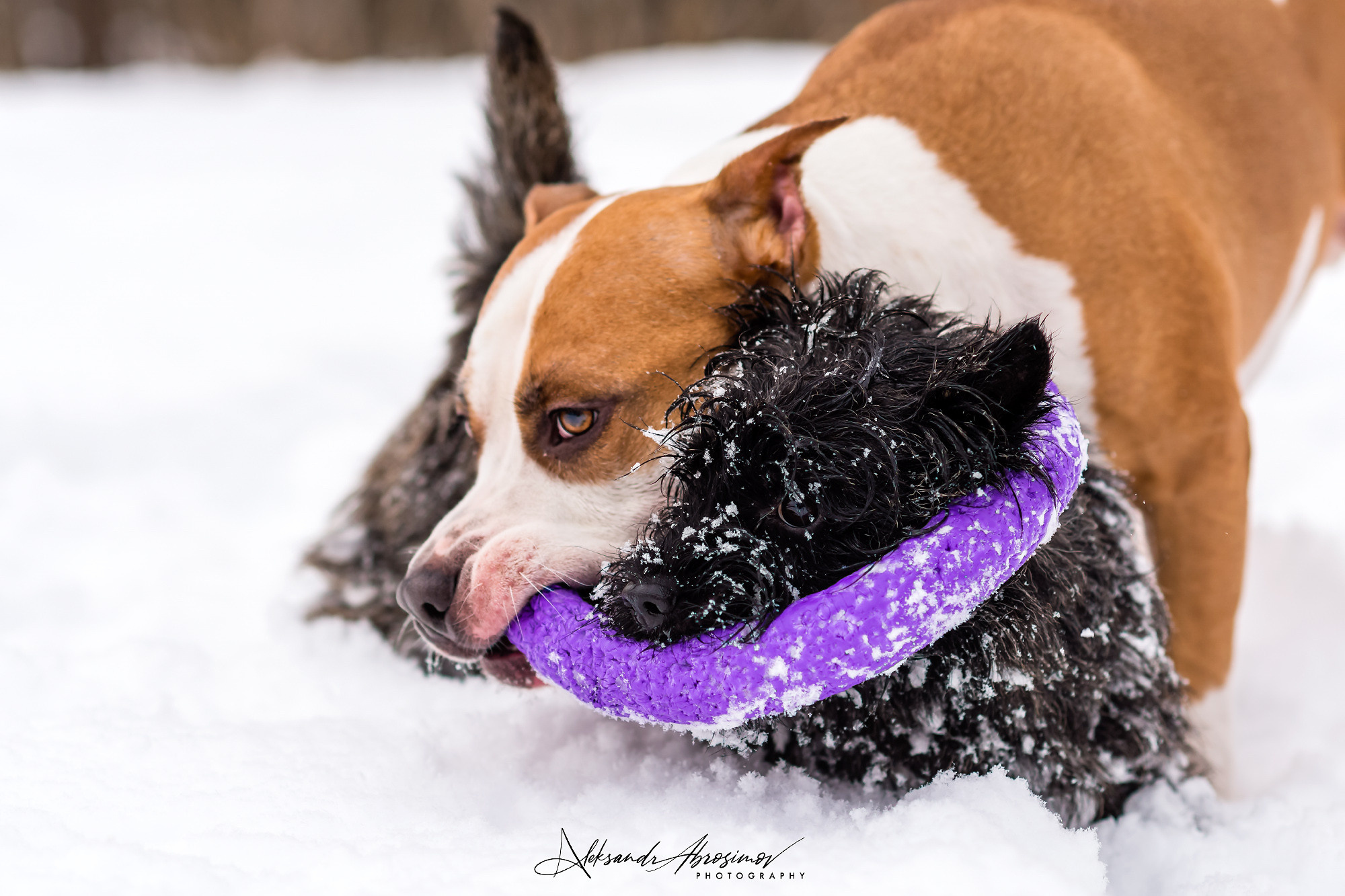 Pets. Домашние питомцы. Aleksandr Abrosimov Photography