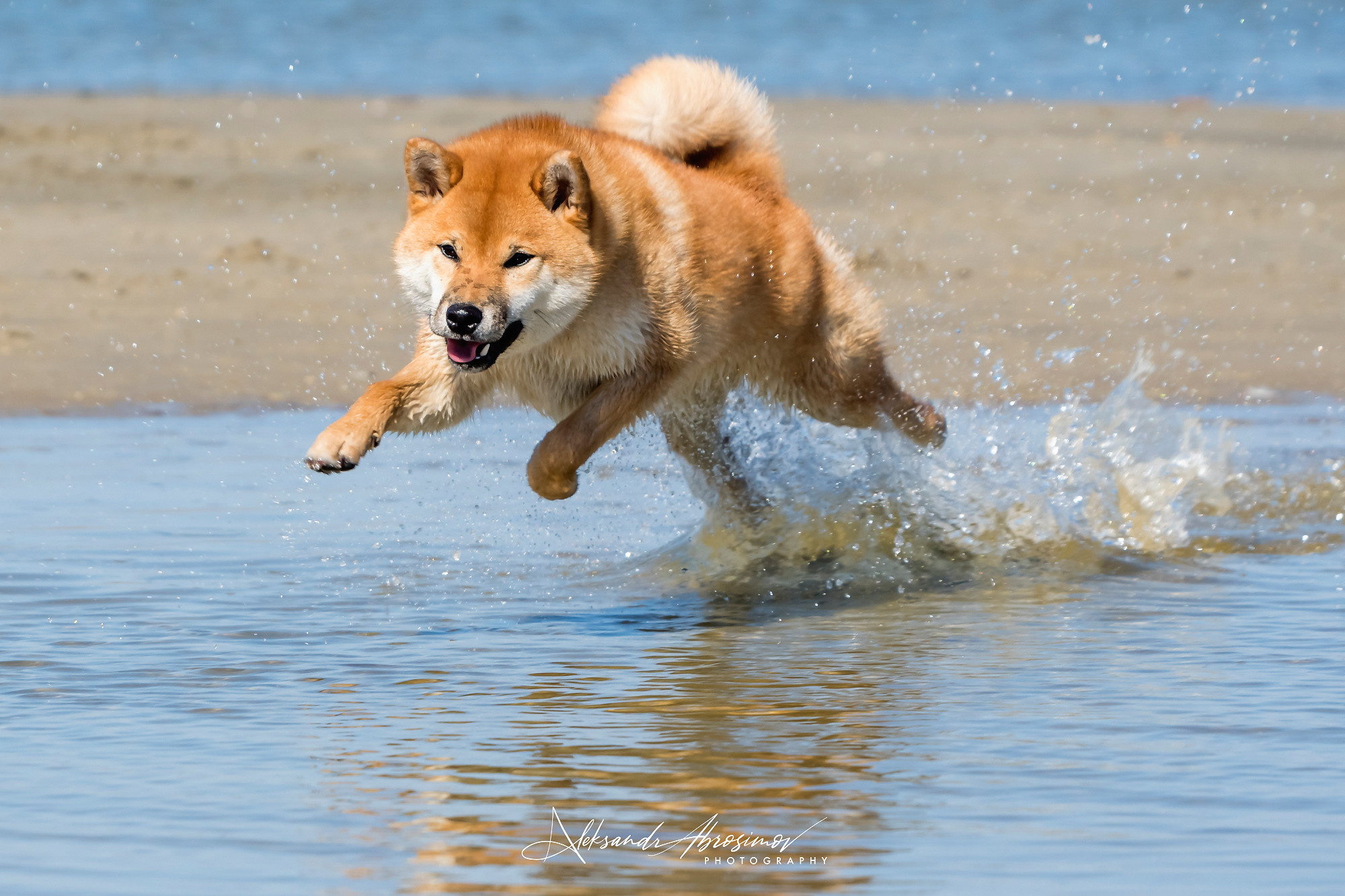 Pets. Домашние питомцы. Aleksandr Abrosimov Photography