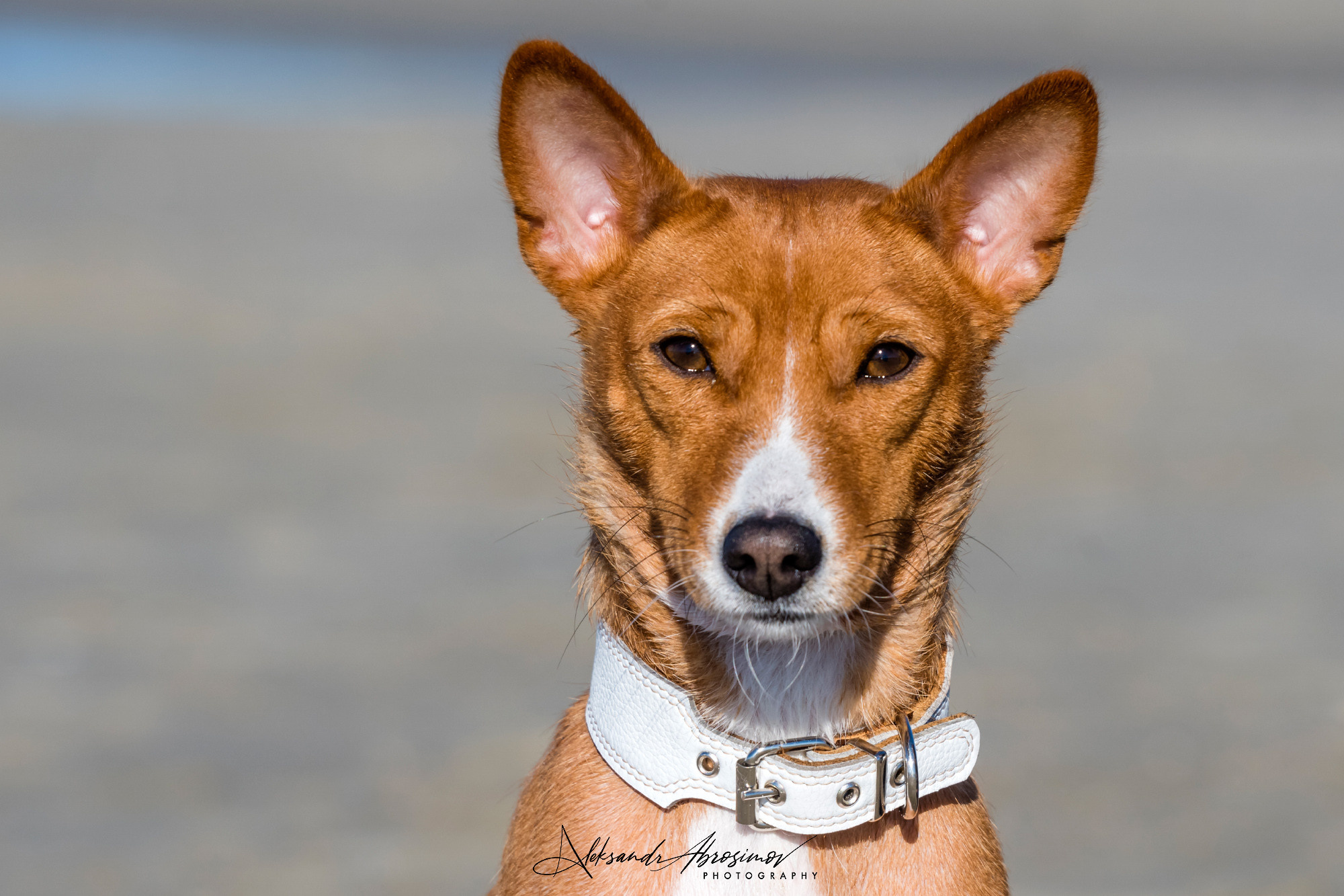 Pets. Домашние питомцы. Aleksandr Abrosimov Photography