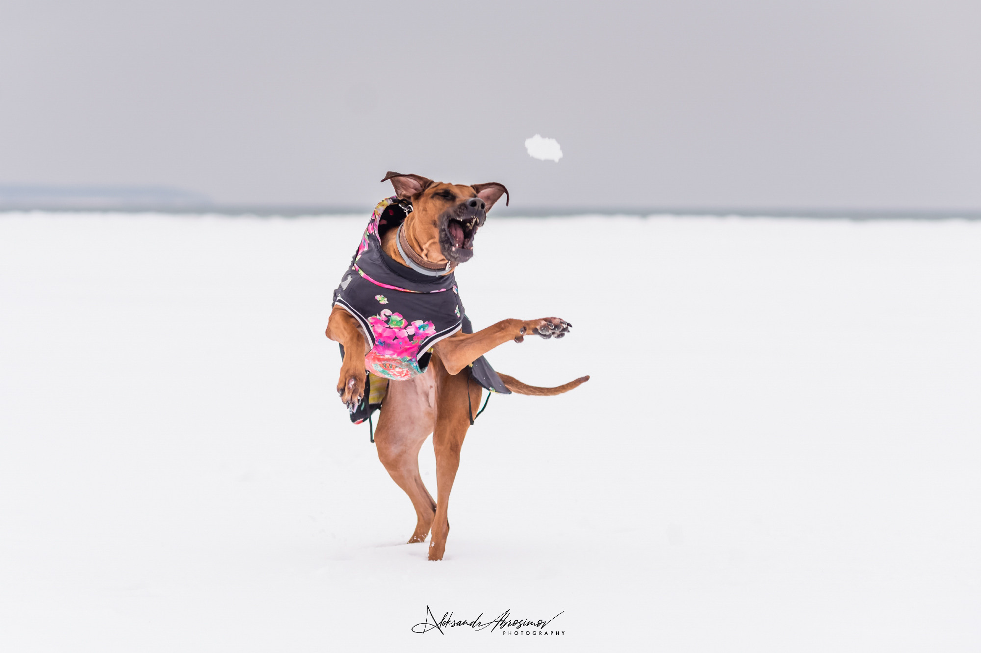 Pets. Домашние питомцы. Aleksandr Abrosimov Photography