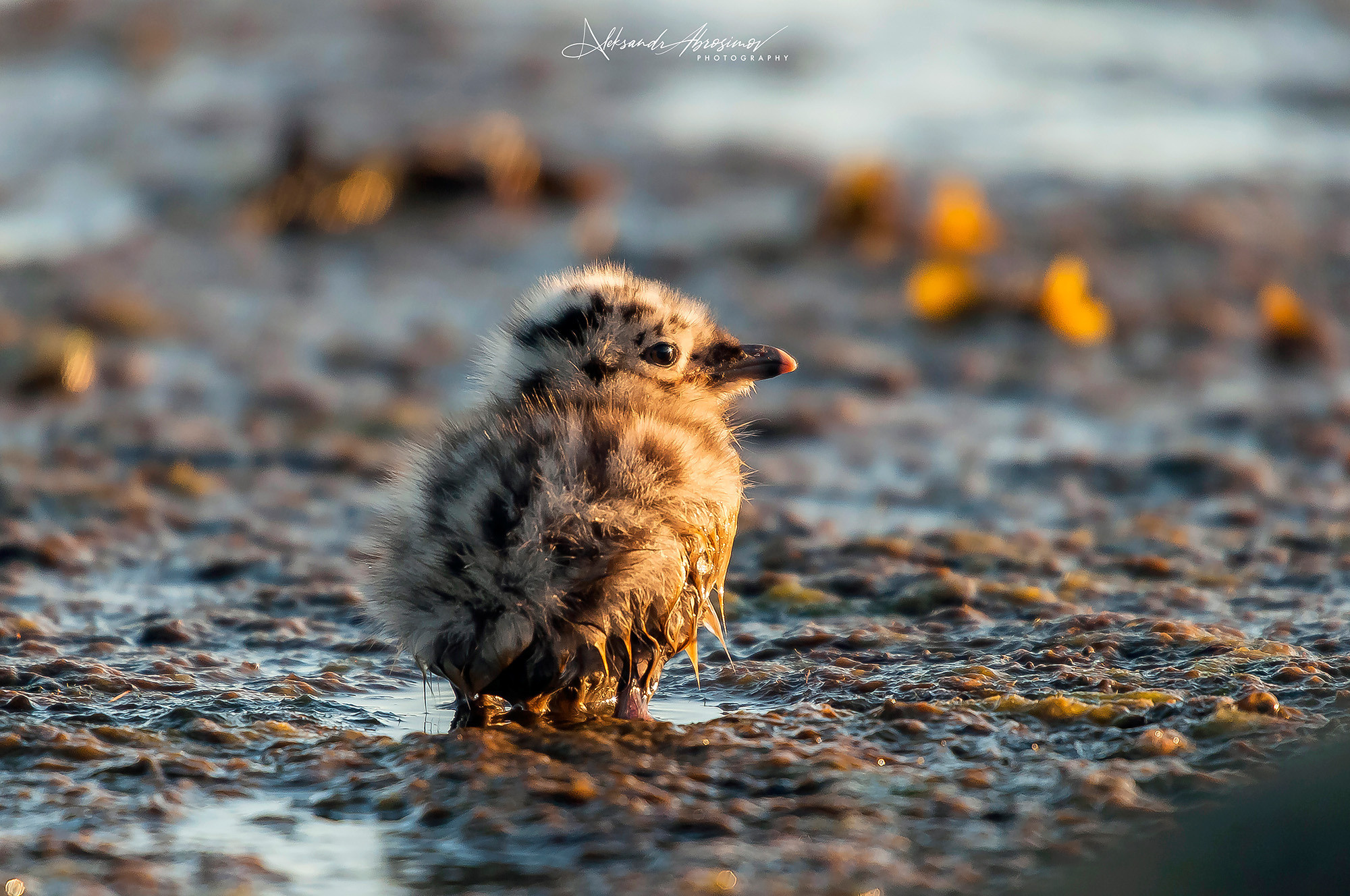 Birds. Птицы. Aleksandr Abrosimov Photography