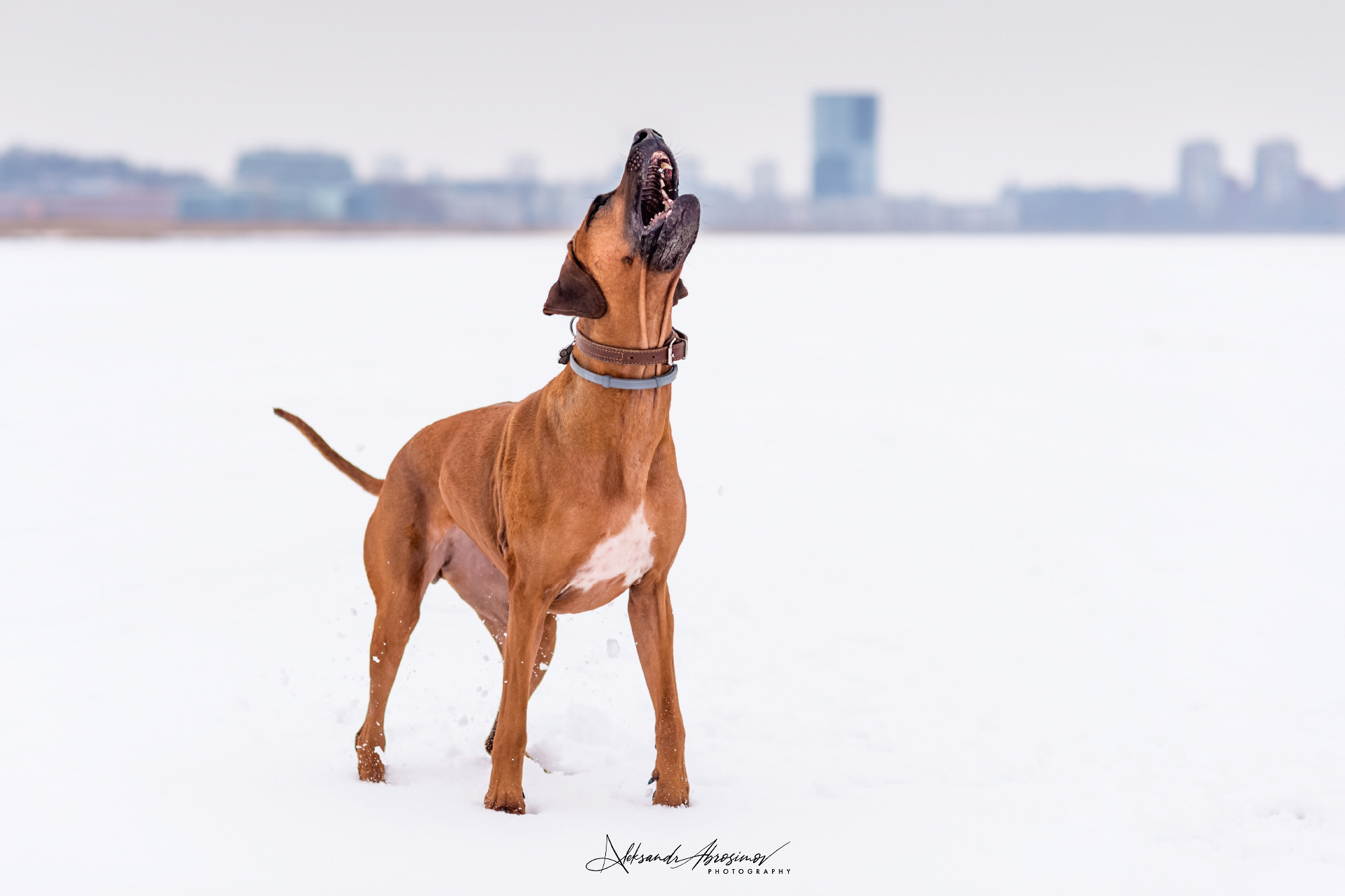 Pets. Домашние питомцы. Aleksandr Abrosimov Photography
