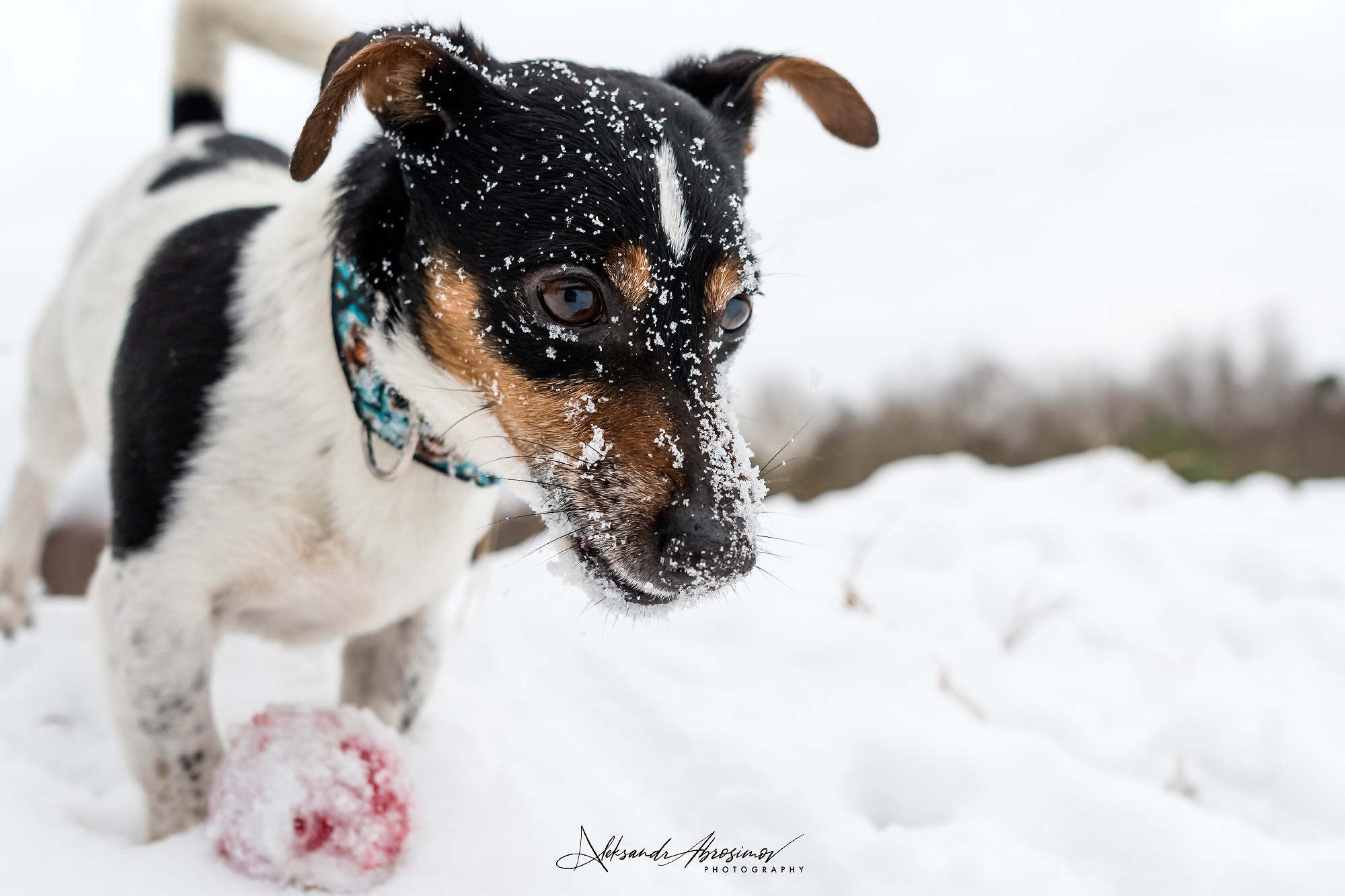 Pets. Домашние питомцы. Aleksandr Abrosimov Photography