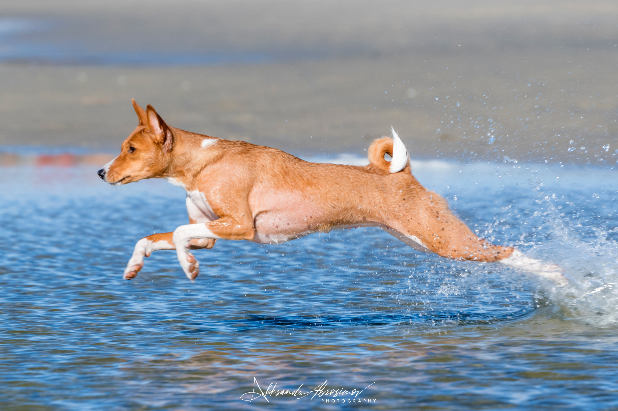 Pets. Домашние питомцы. Aleksandr Abrosimov Photography