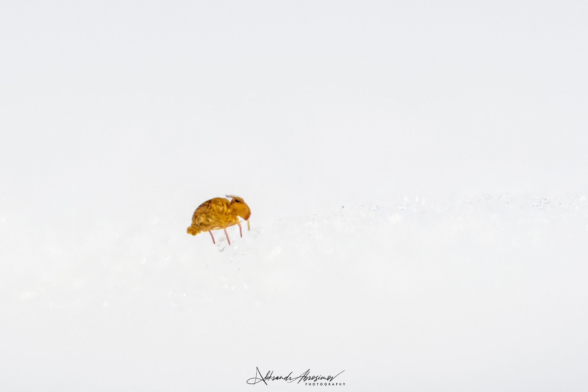 Insects. Насекомые. Aleksandr Abrosimov Photography