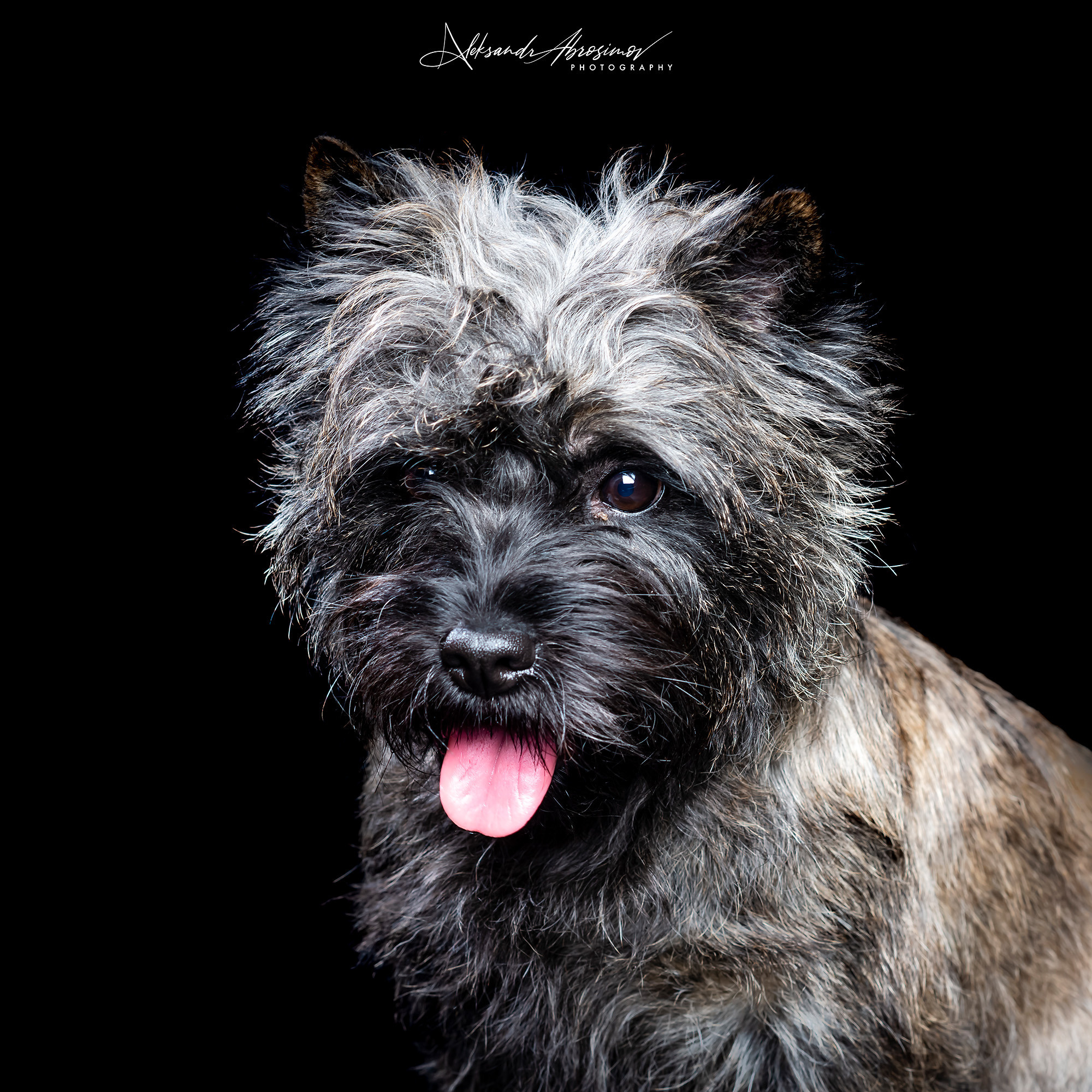 Pets. Домашние питомцы. Aleksandr Abrosimov Photography