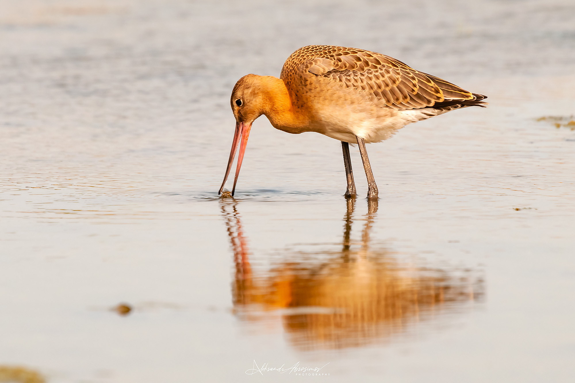 Birds. Птицы. Aleksandr Abrosimov Photography