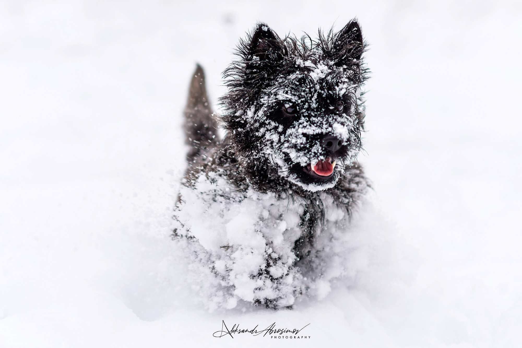 Pets. Домашние питомцы. Aleksandr Abrosimov Photography