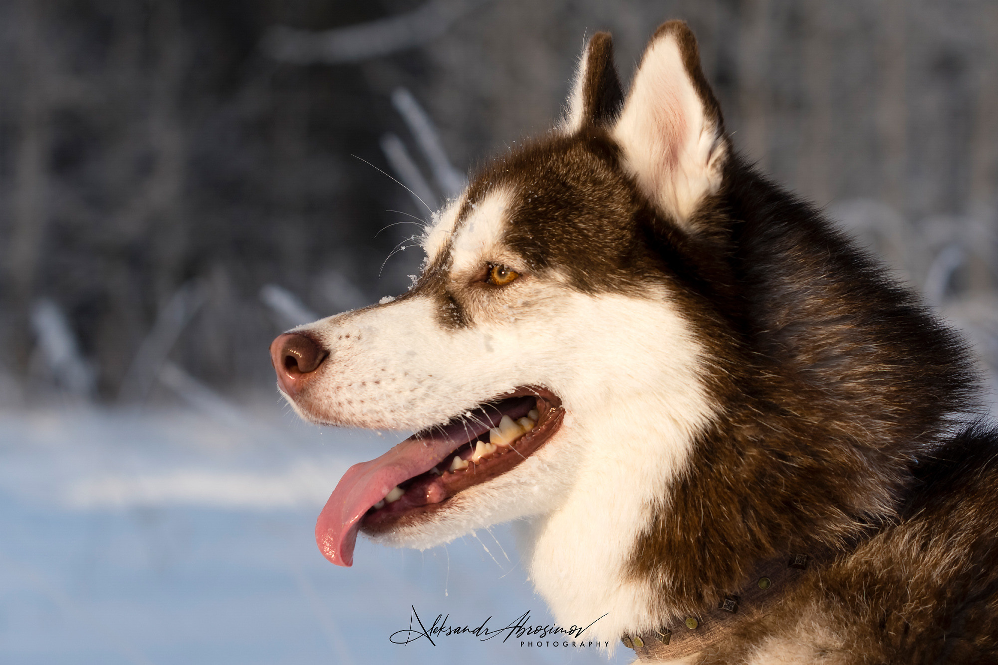 Pets. Домашние питомцы. Aleksandr Abrosimov Photography