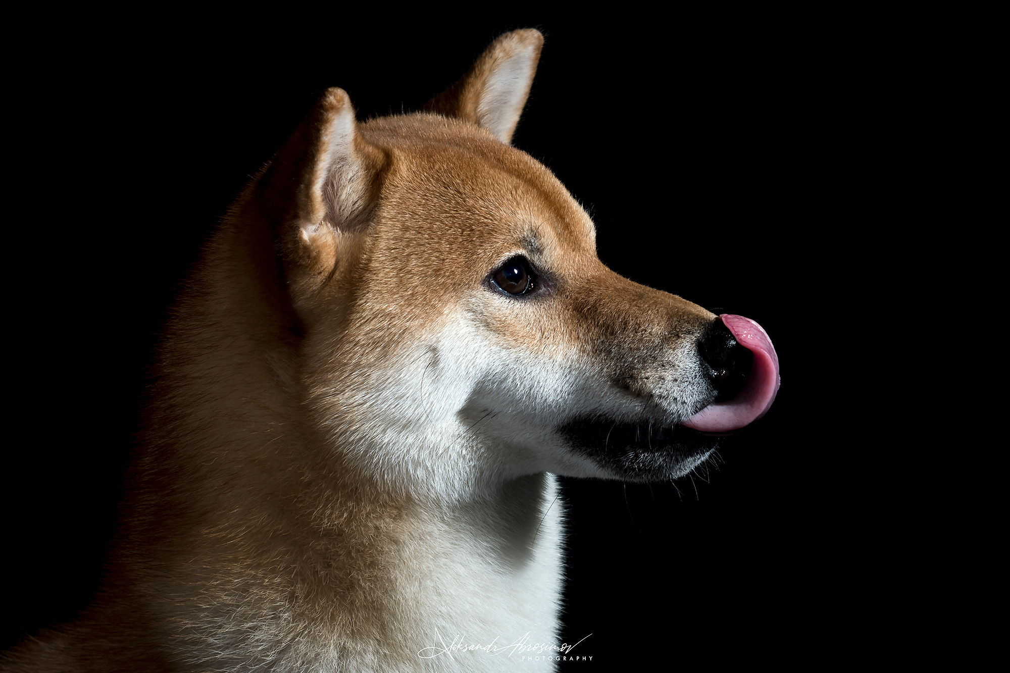 Pets. Домашние питомцы. Aleksandr Abrosimov Photography