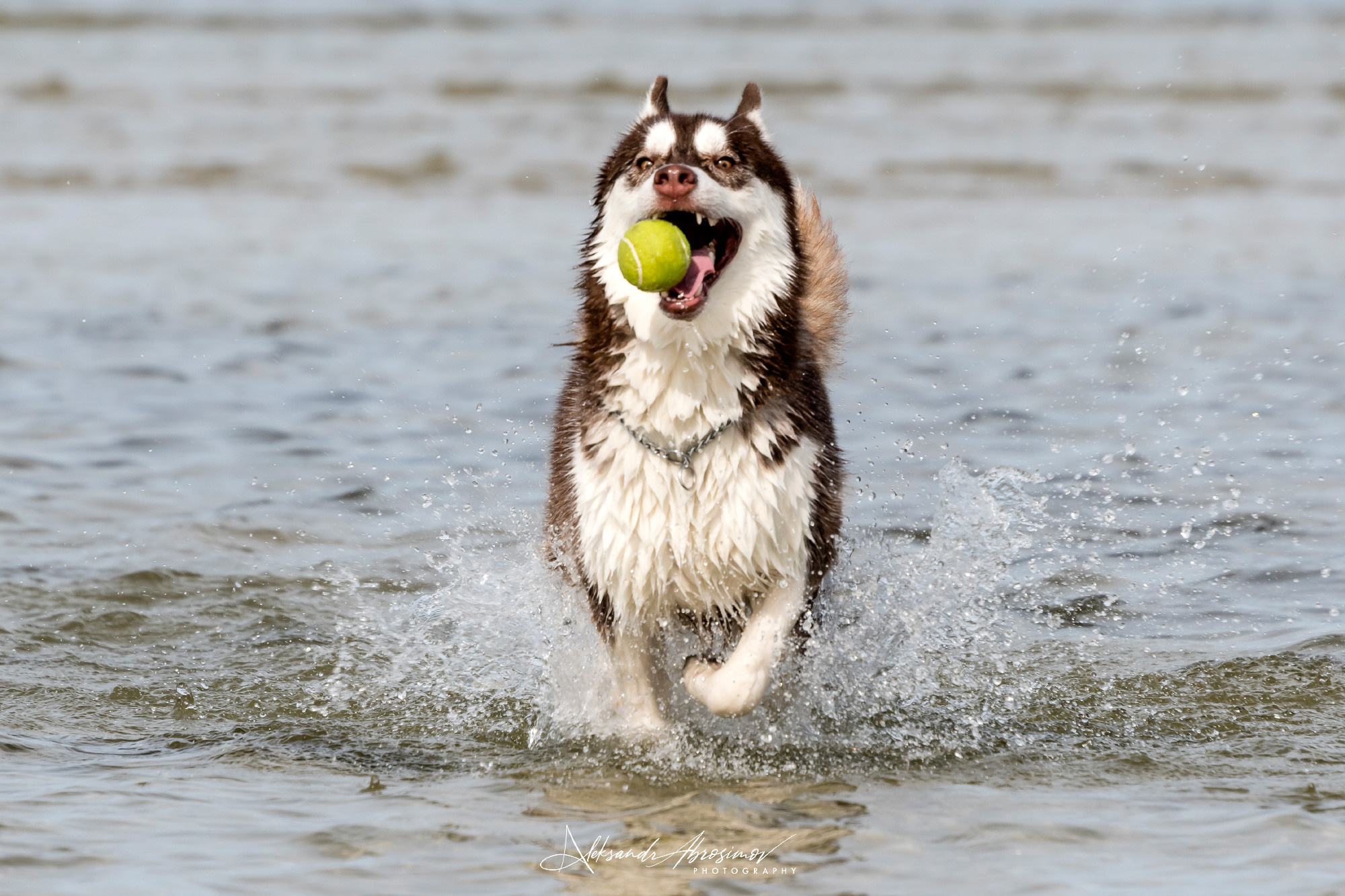 Pets. Домашние питомцы. Aleksandr Abrosimov Photography