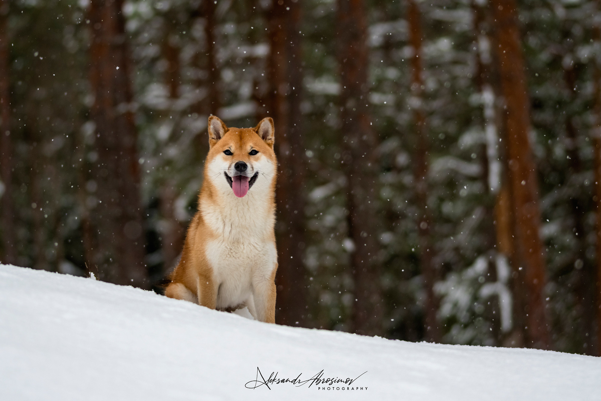 Pets. Домашние питомцы. Aleksandr Abrosimov Photography