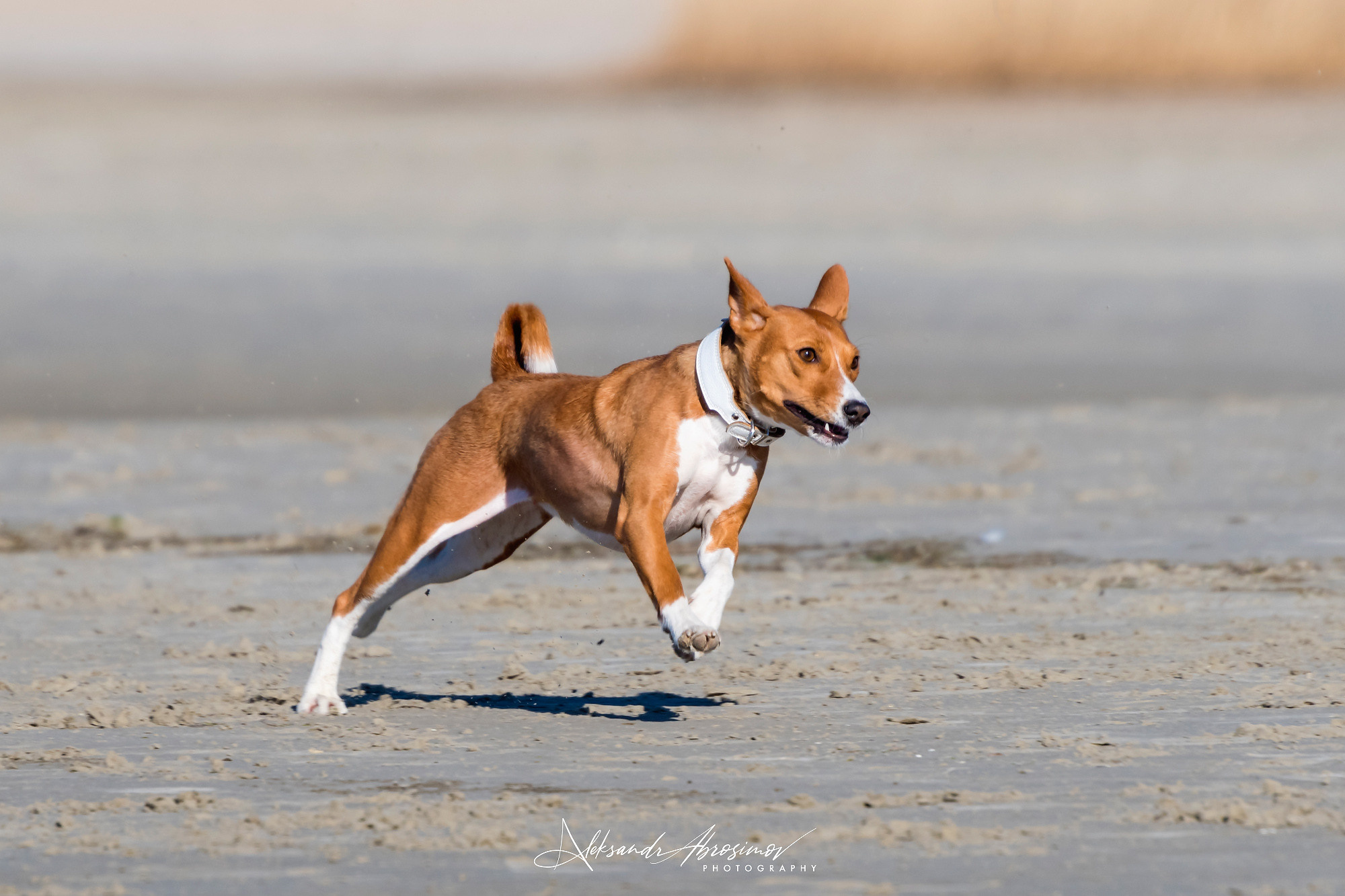 Pets. Домашние питомцы. Aleksandr Abrosimov Photography