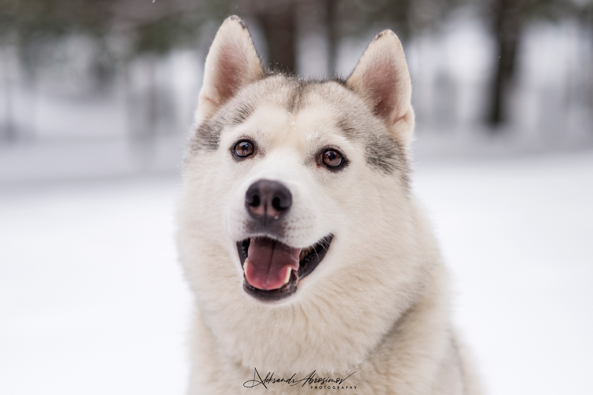 Pets. Домашние питомцы. Aleksandr Abrosimov Photography