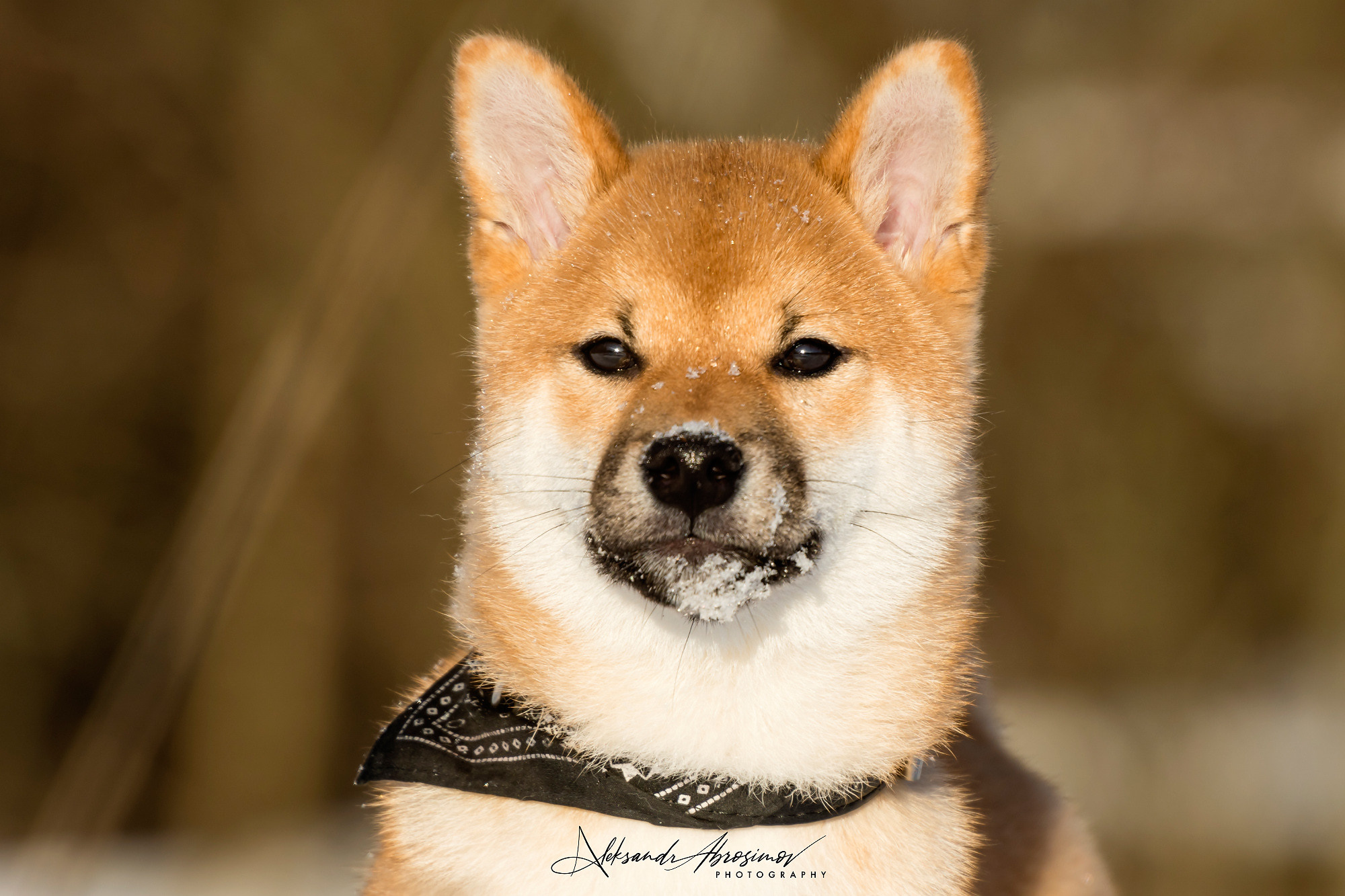 Pets. Домашние питомцы. Aleksandr Abrosimov Photography