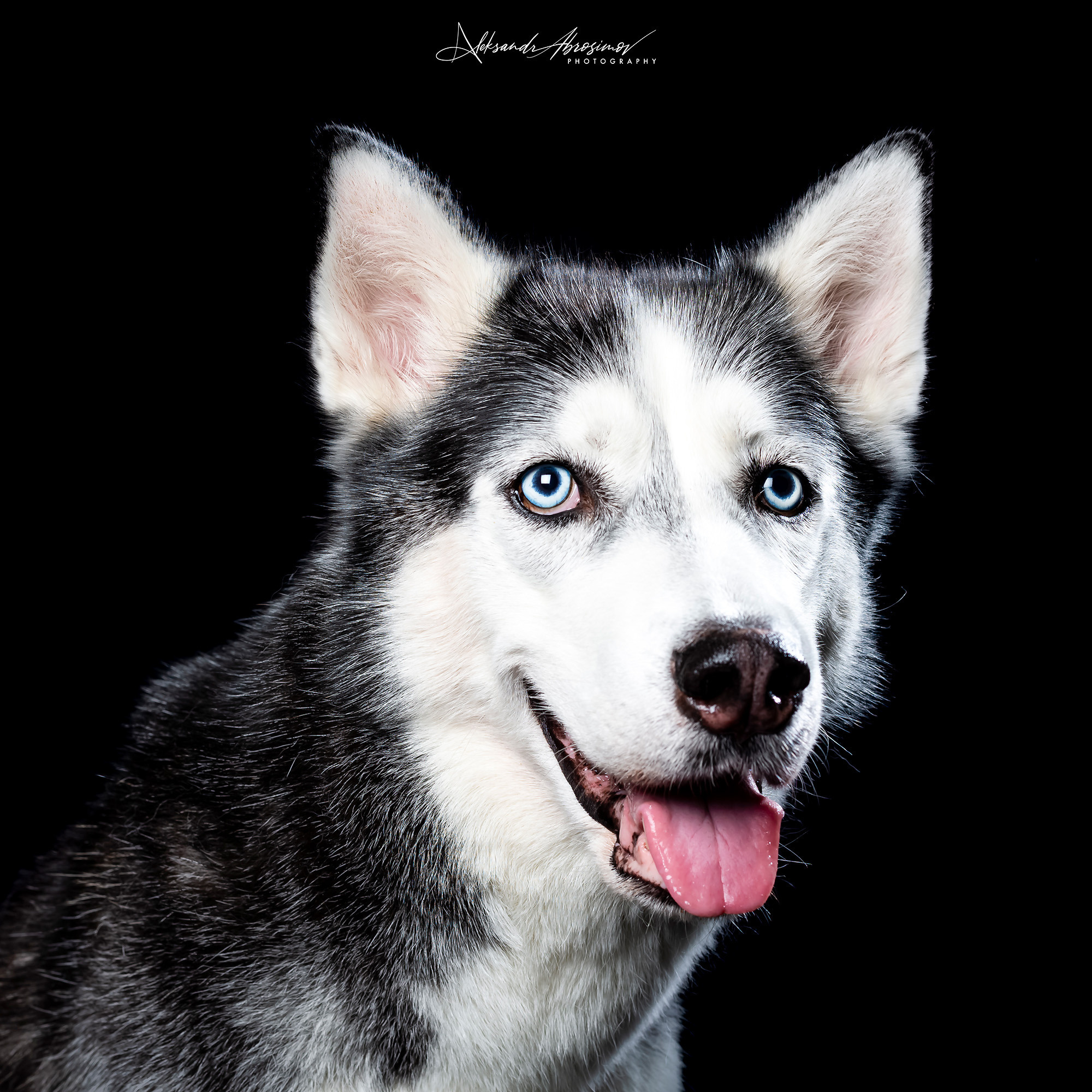 Pets. Домашние питомцы. Aleksandr Abrosimov Photography