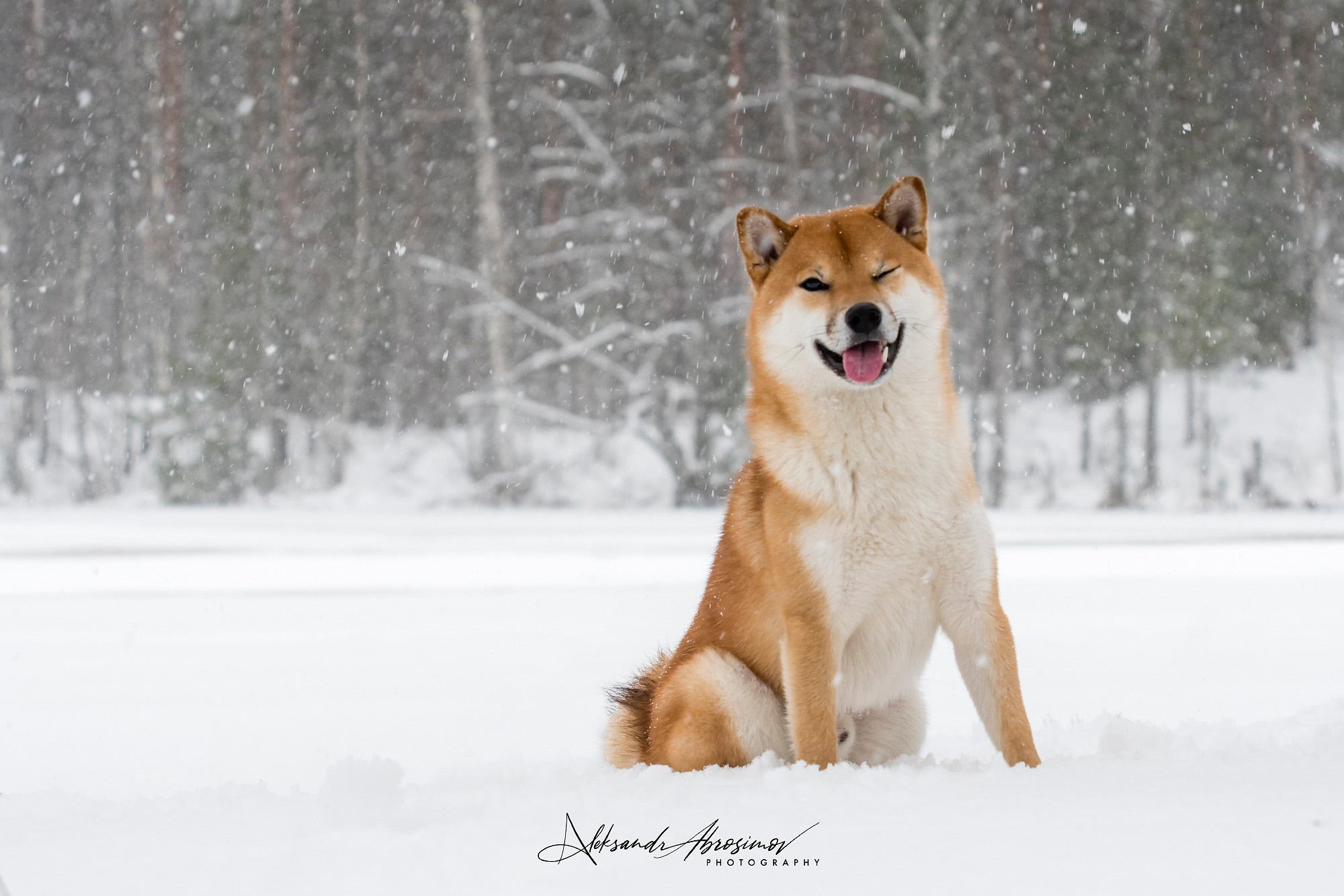 Pets. Домашние питомцы. Aleksandr Abrosimov Photography