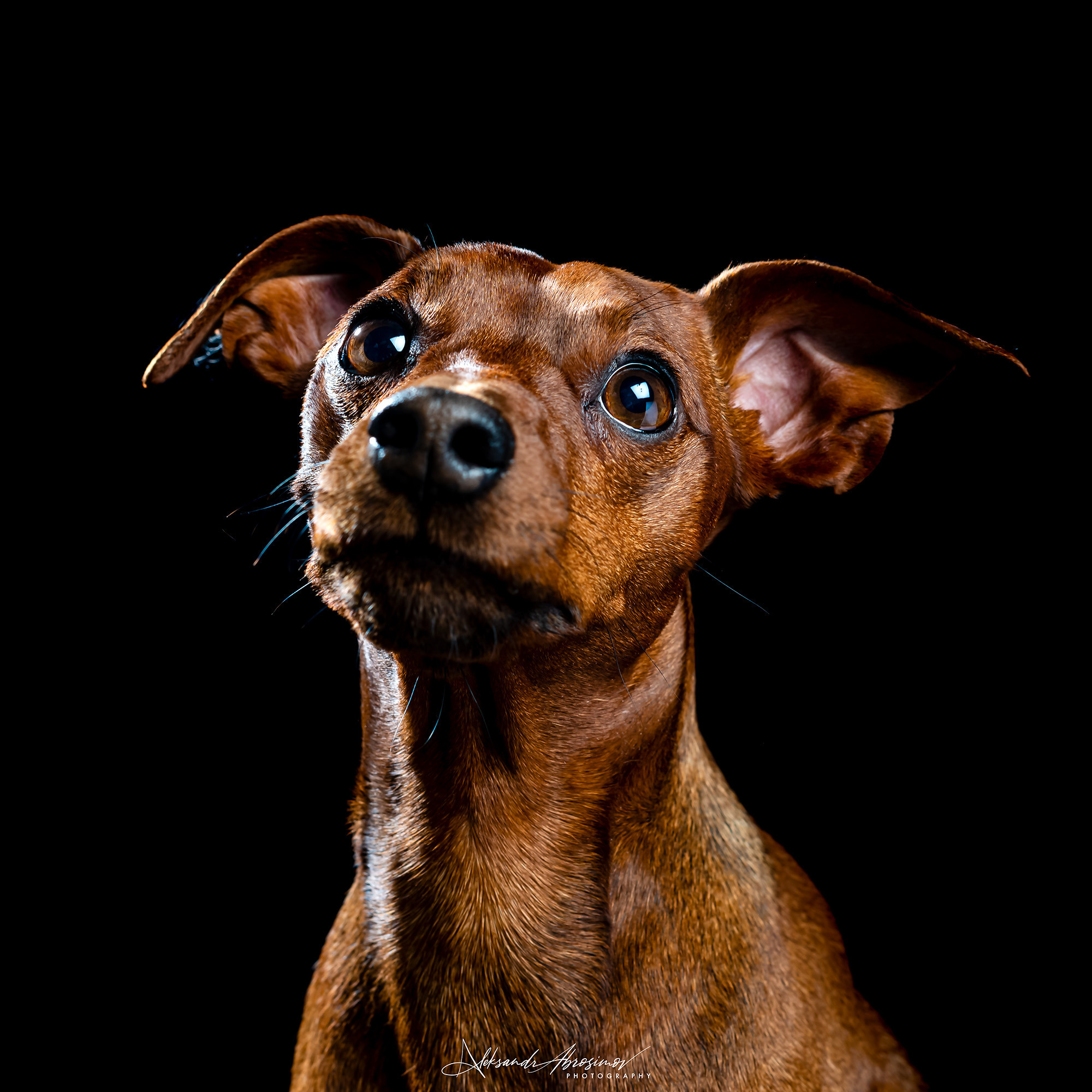 Pets. Домашние питомцы. Aleksandr Abrosimov Photography