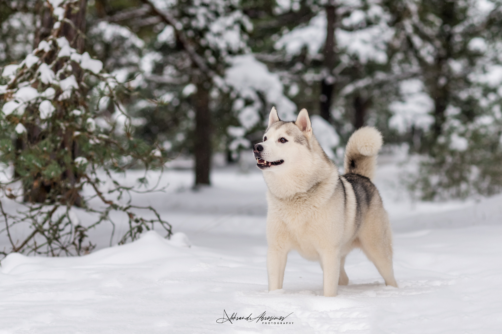 Pets. Домашние питомцы. Aleksandr Abrosimov Photography