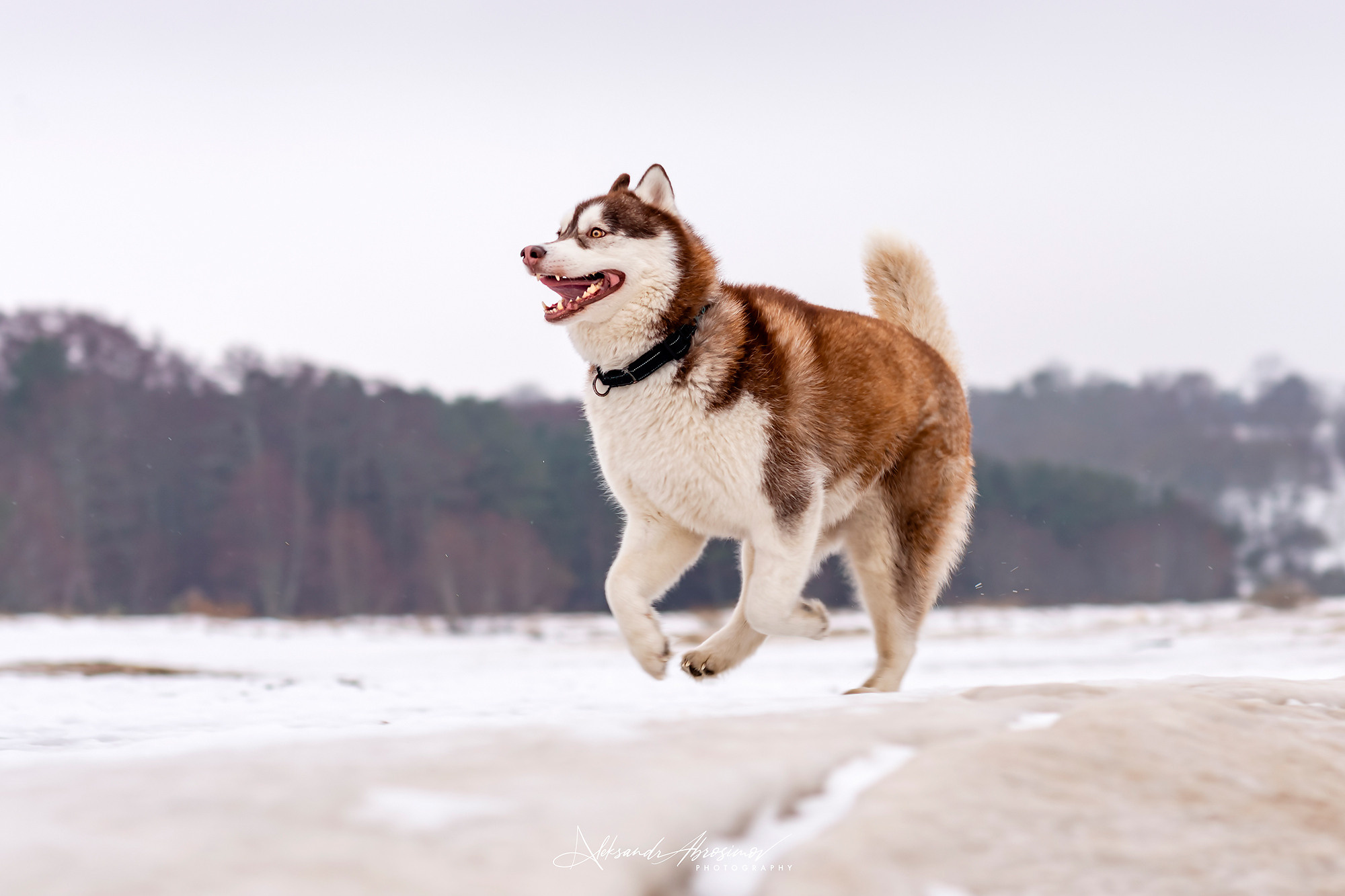 Pets. Домашние питомцы. Aleksandr Abrosimov Photography