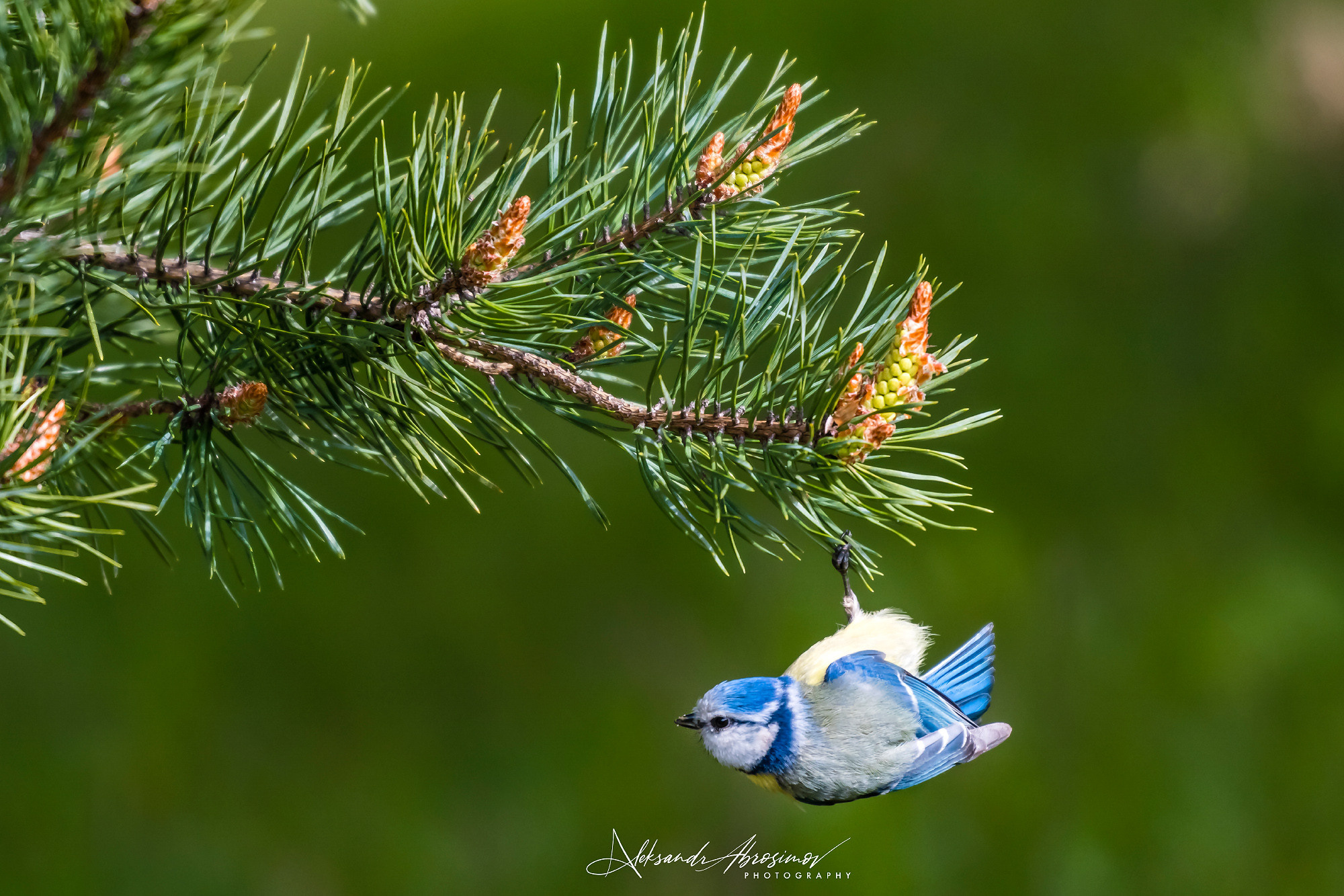 Birds. Птицы. Aleksandr Abrosimov Photography