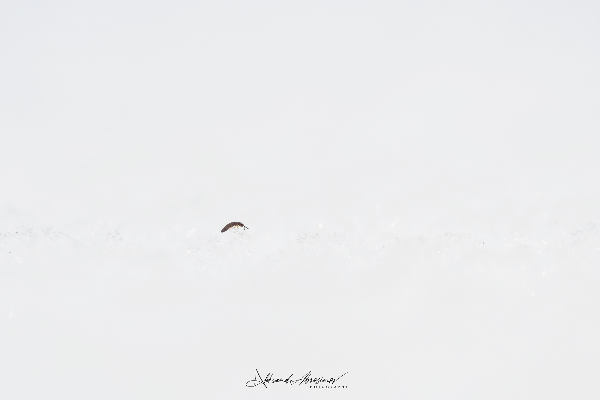 Insects. Насекомые. Aleksandr Abrosimov Photography