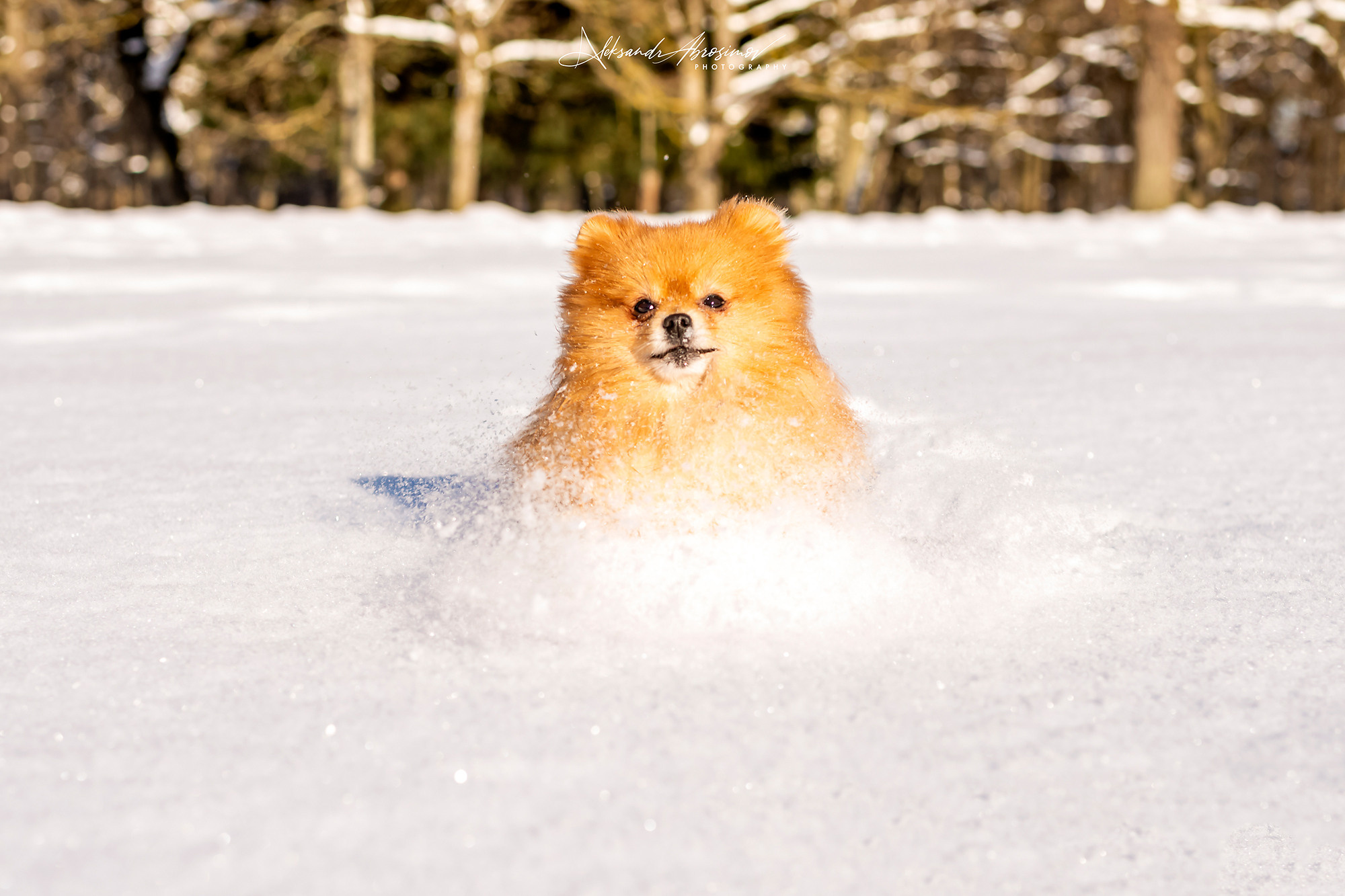 Pets. Домашние питомцы. Aleksandr Abrosimov Photography