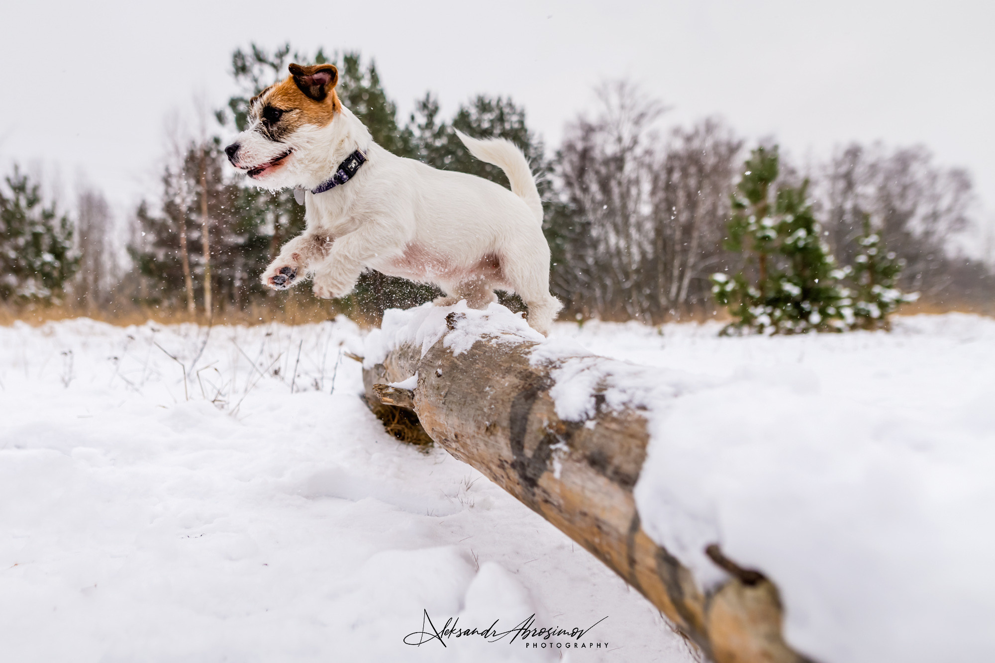 Pets. Домашние питомцы. Aleksandr Abrosimov Photography