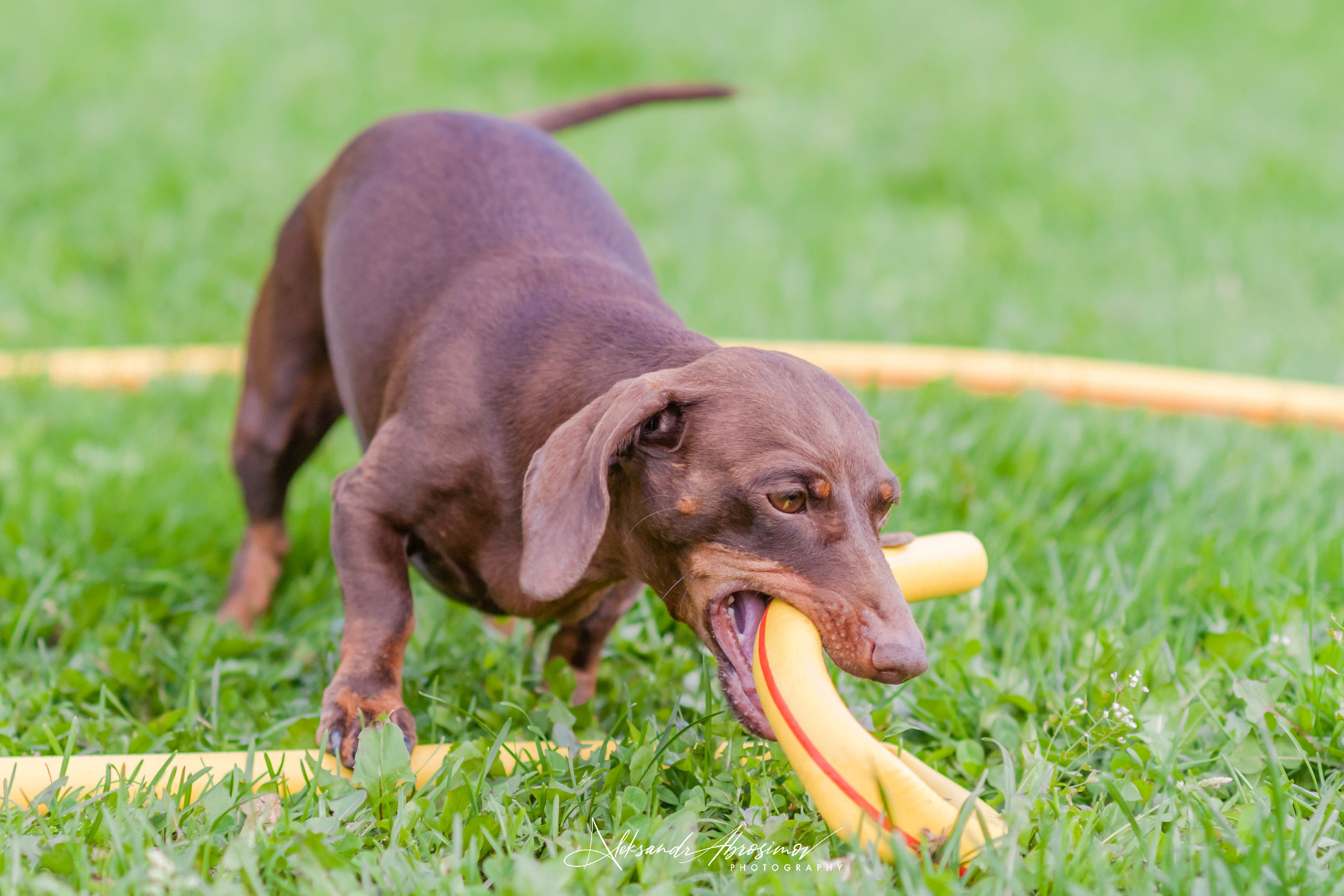 Pets. Домашние питомцы. Aleksandr Abrosimov Photography
