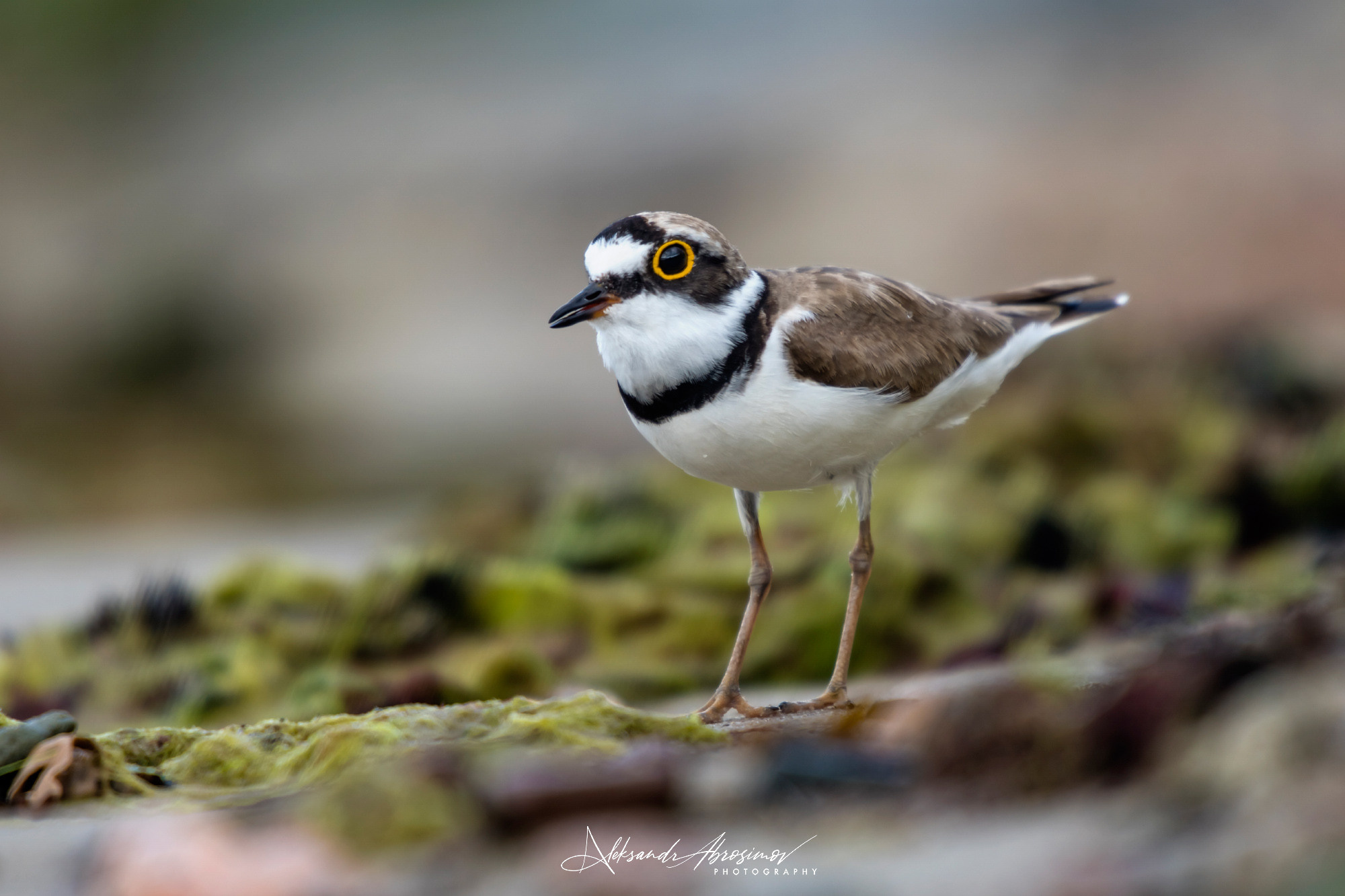 Birds. Птицы. Aleksandr Abrosimov Photography