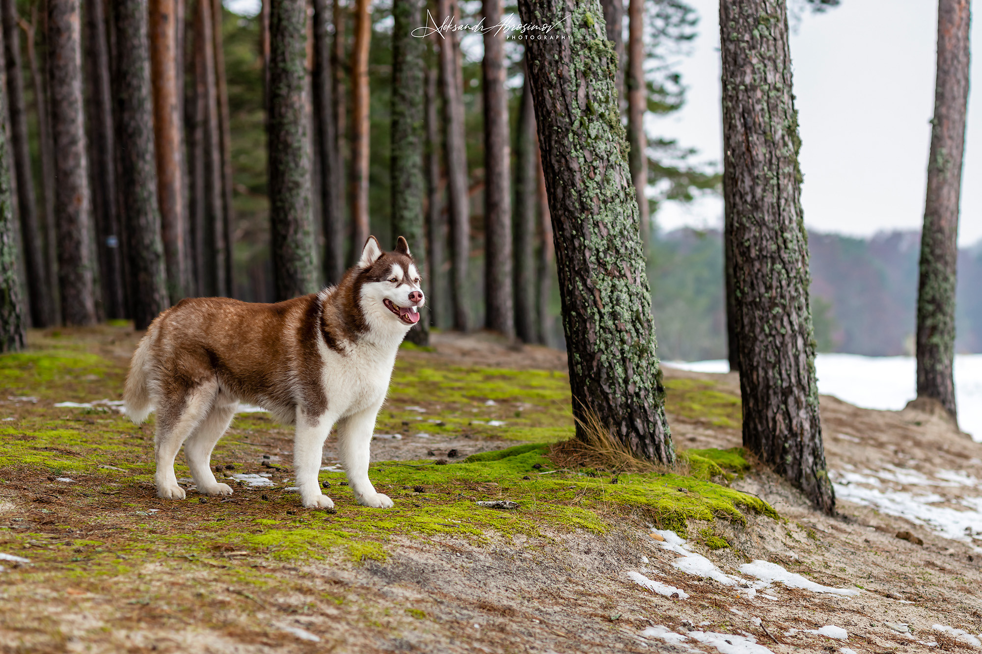 Pets. Домашние питомцы. Aleksandr Abrosimov Photography