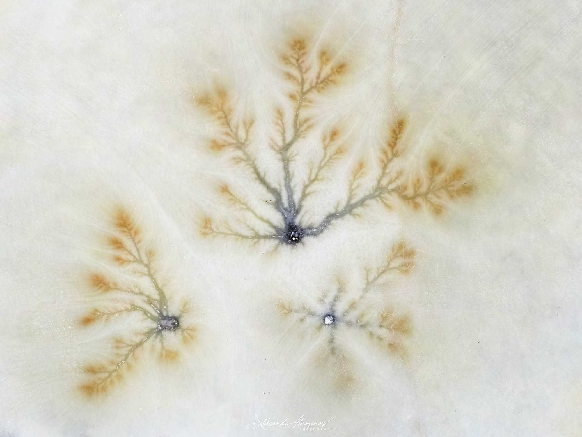 Рисунки природы. The drawings of nature. Aleksandr Abrosimov Photography