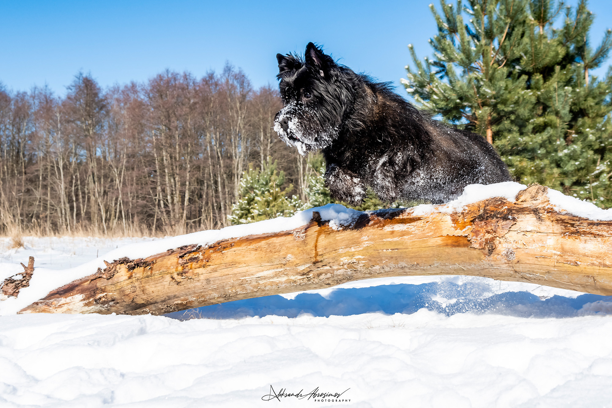Pets. Домашние питомцы. Aleksandr Abrosimov Photography