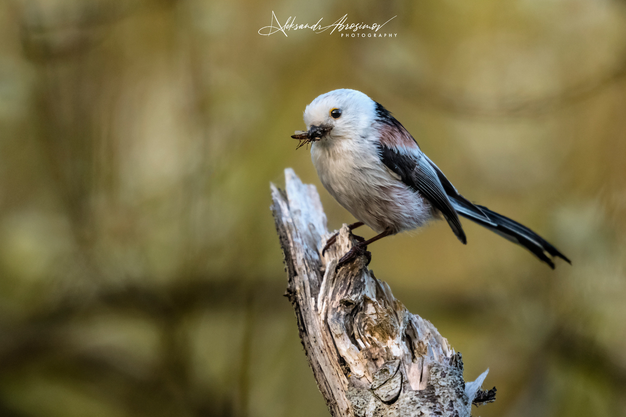 Birds. Птицы. Aleksandr Abrosimov Photography