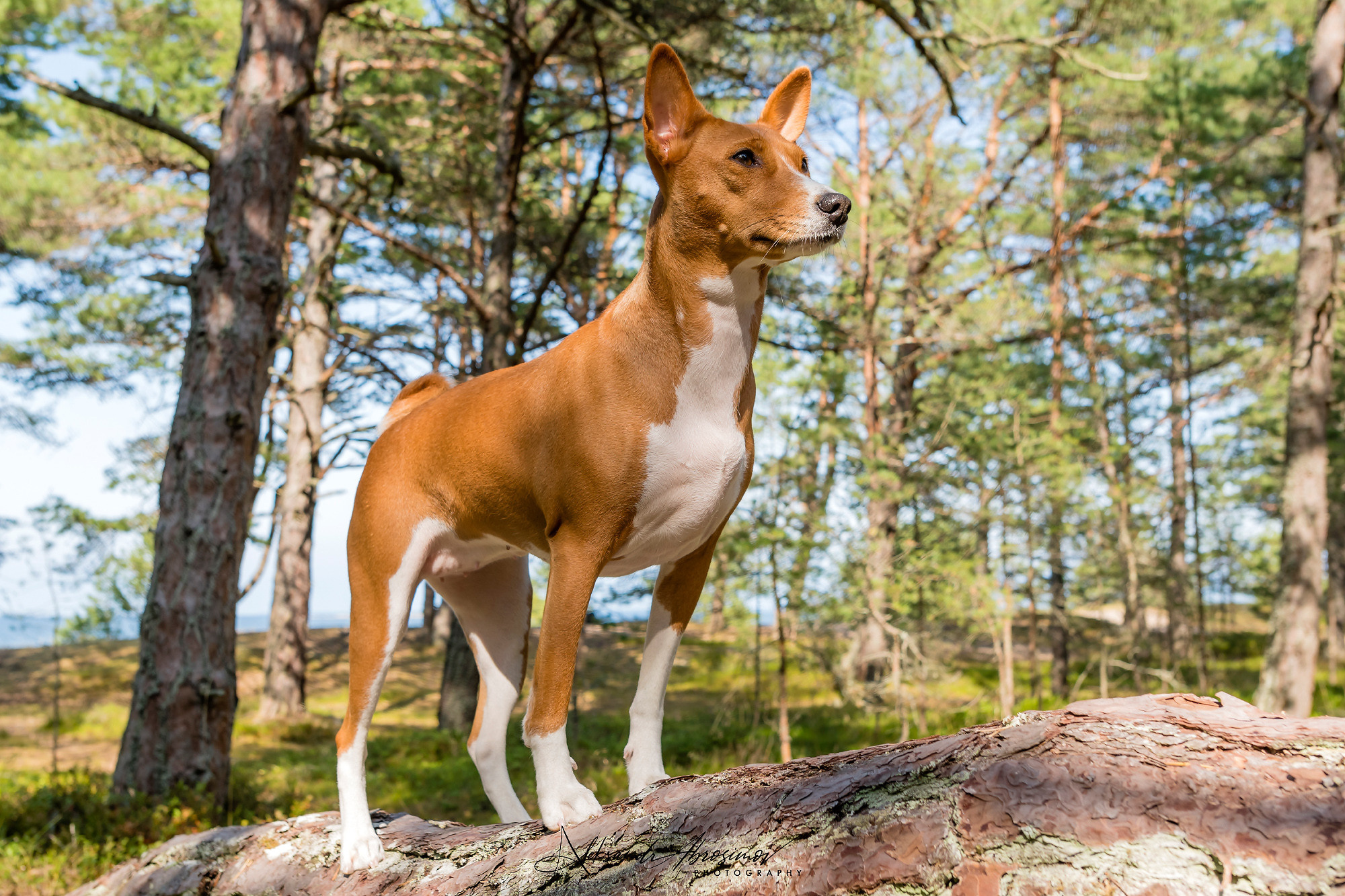 Pets. Домашние питомцы. Aleksandr Abrosimov Photography