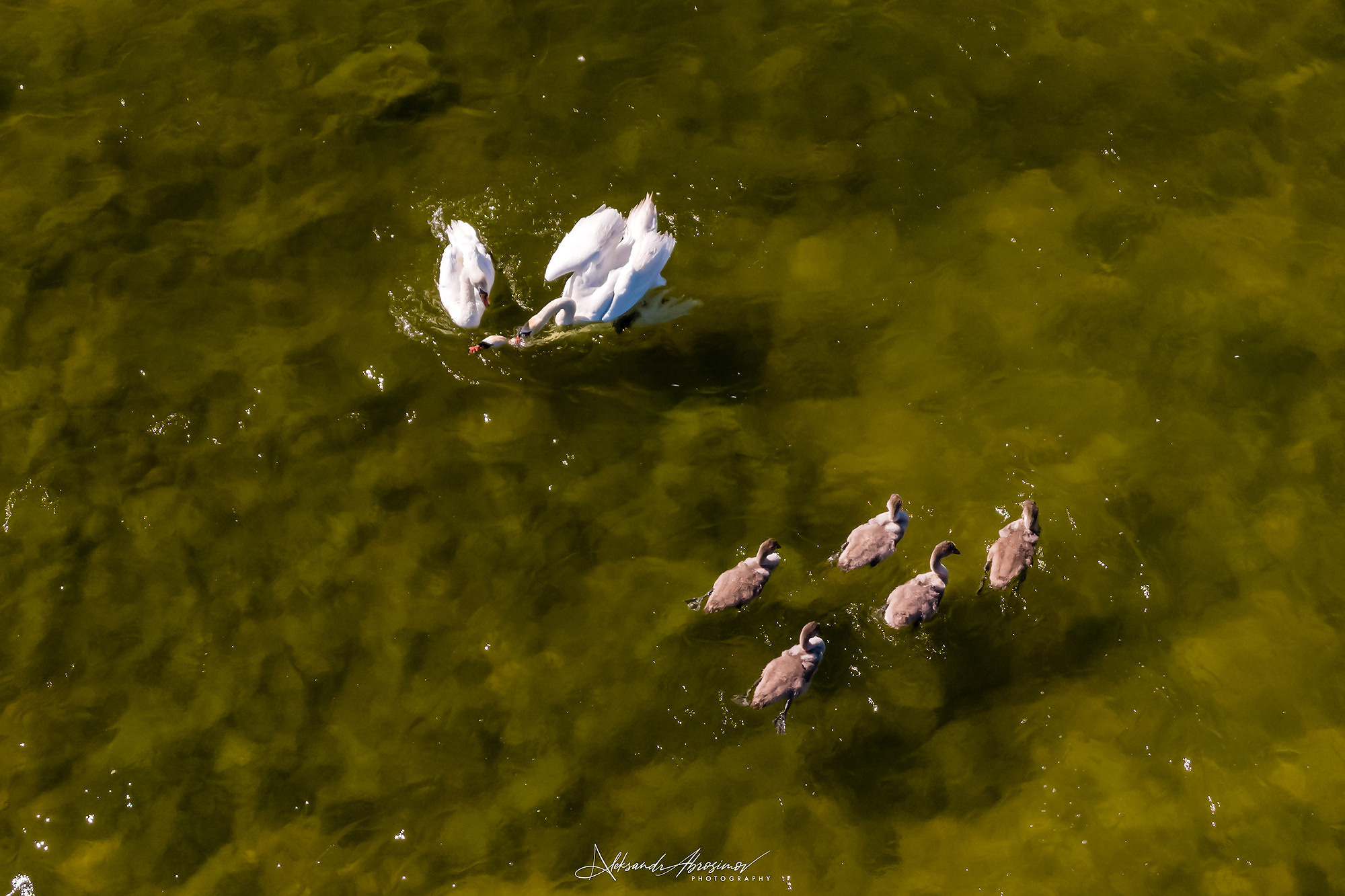 Birds. Птицы. Aleksandr Abrosimov Photography