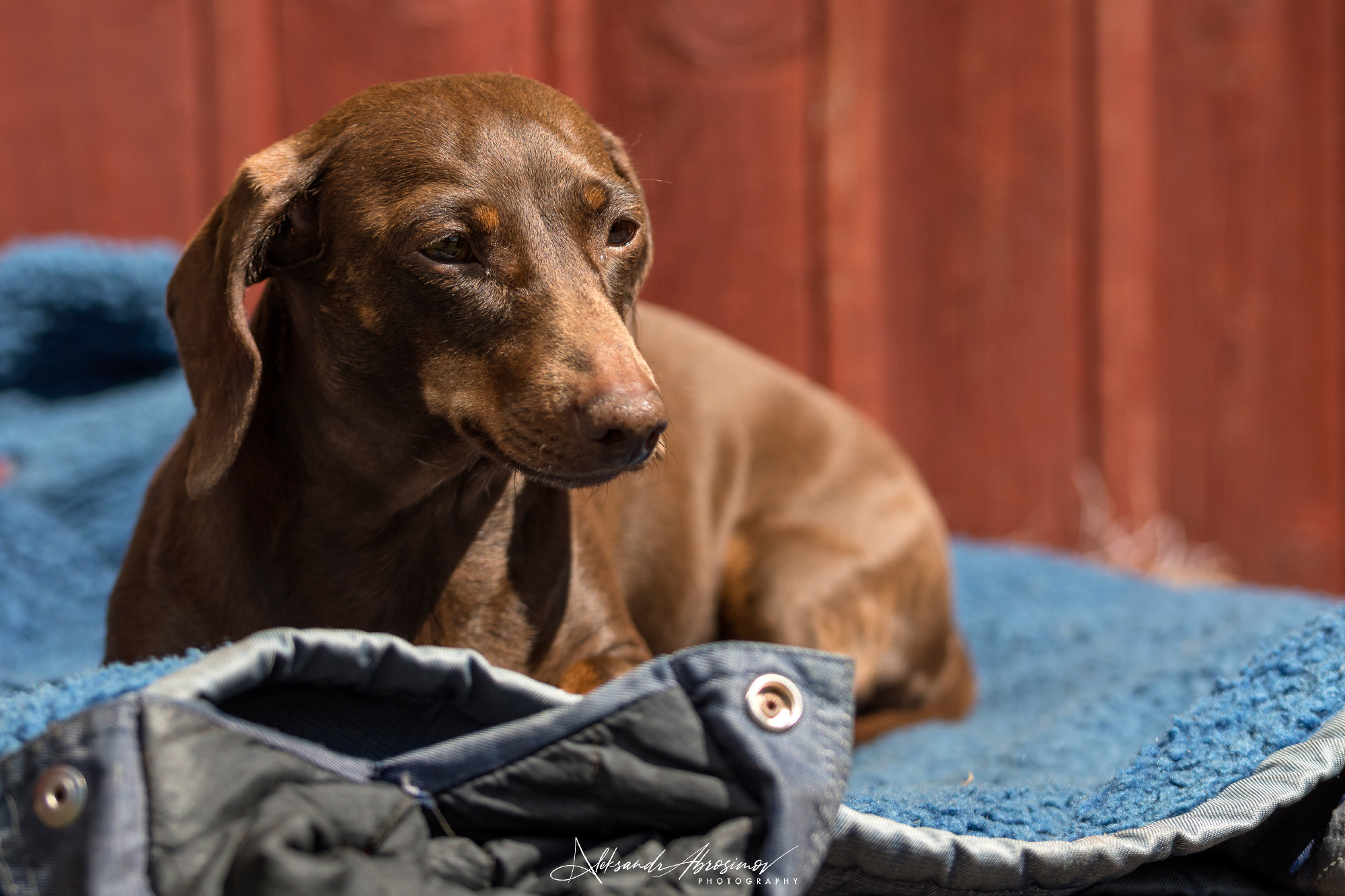 Pets. Домашние питомцы. Aleksandr Abrosimov Photography