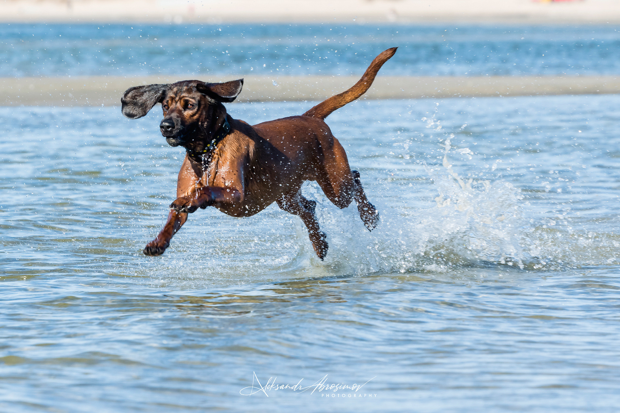 Pets. Домашние питомцы. Aleksandr Abrosimov Photography