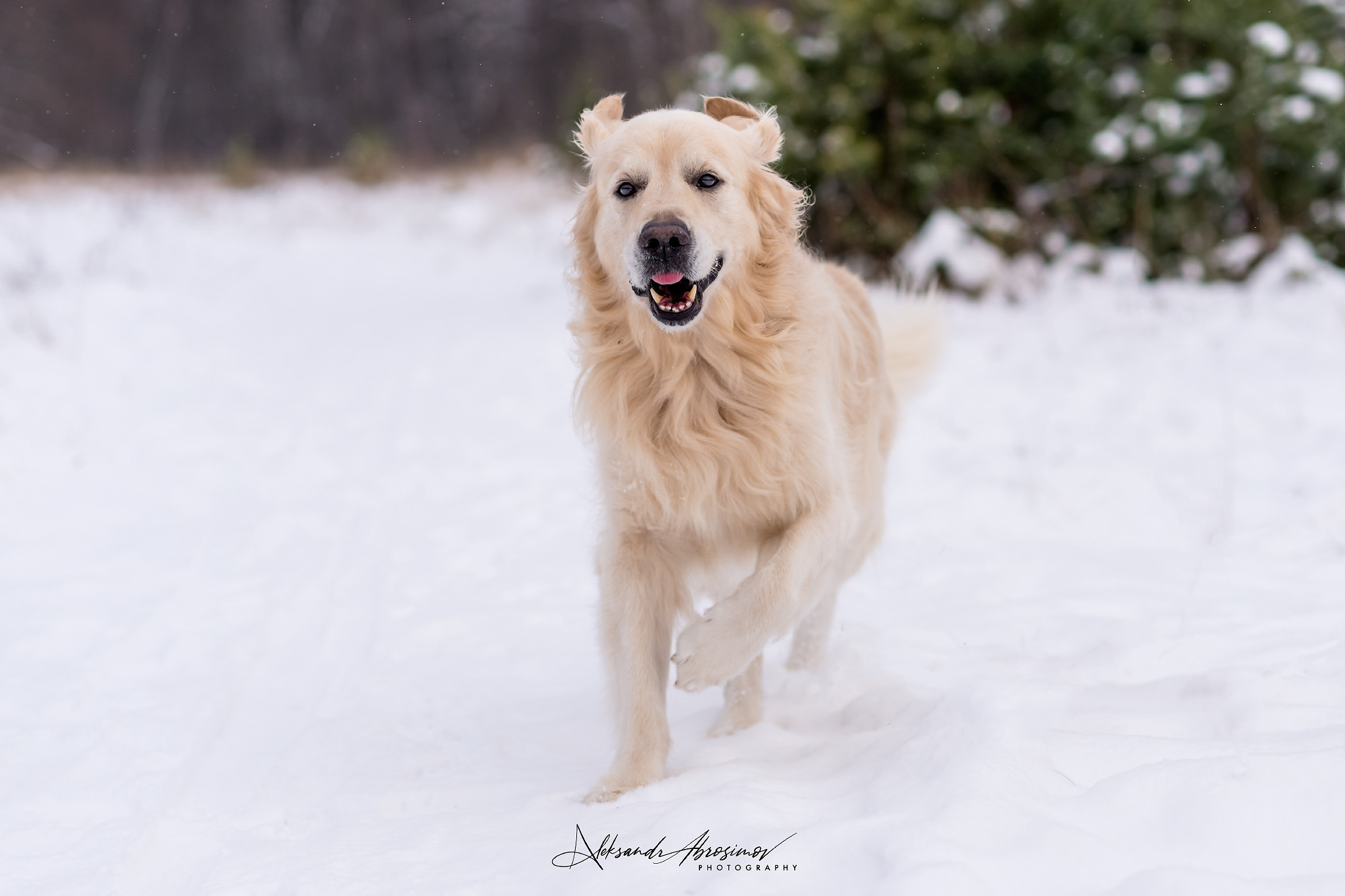 Pets. Домашние питомцы. Aleksandr Abrosimov Photography