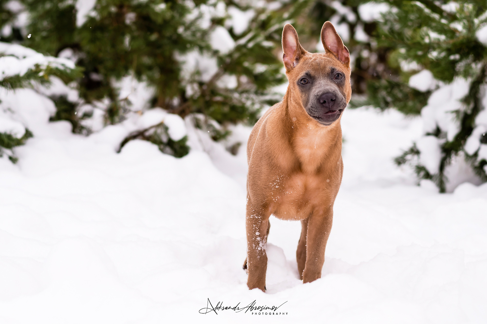 Pets. Домашние питомцы. Aleksandr Abrosimov Photography