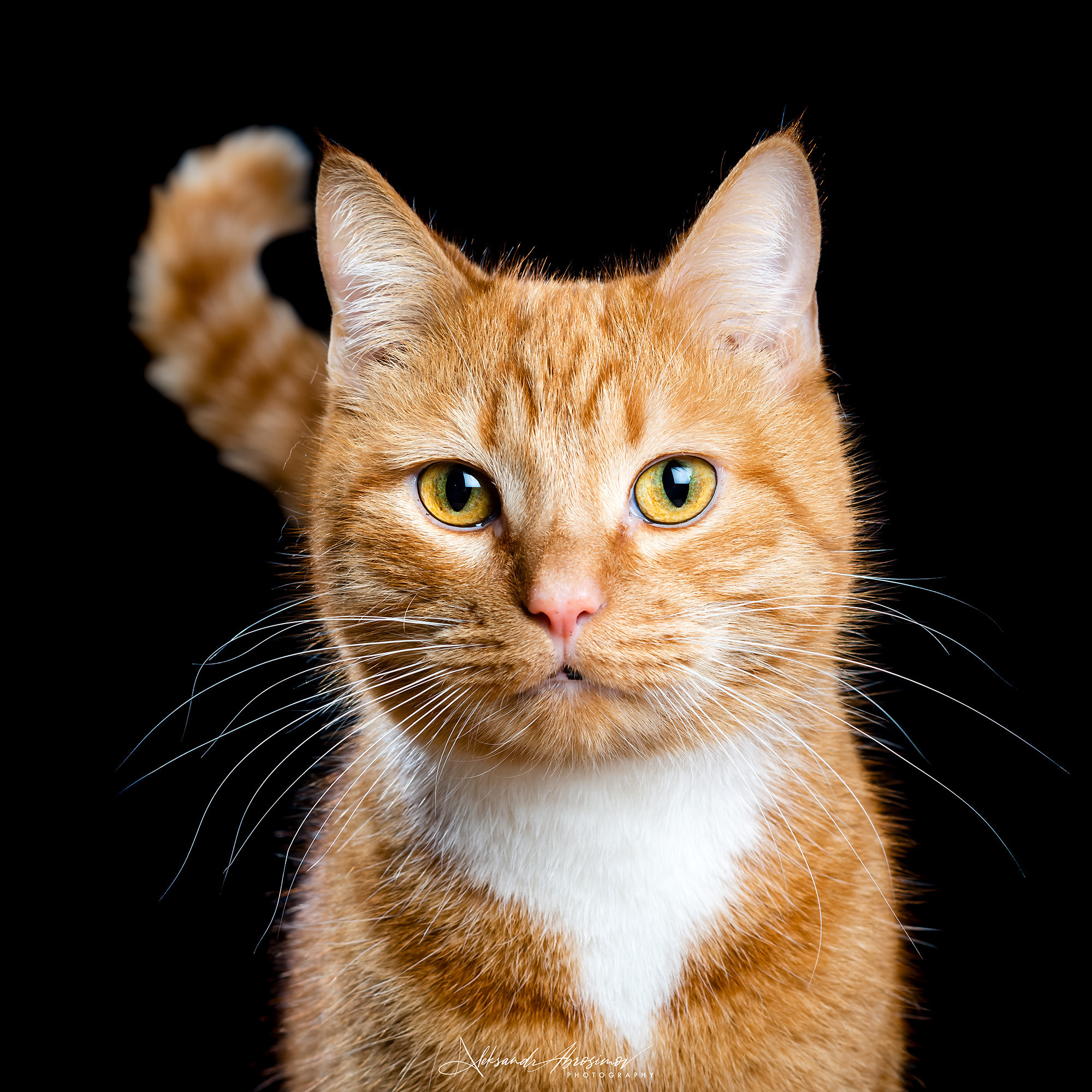 Pets. Домашние питомцы. Aleksandr Abrosimov Photography