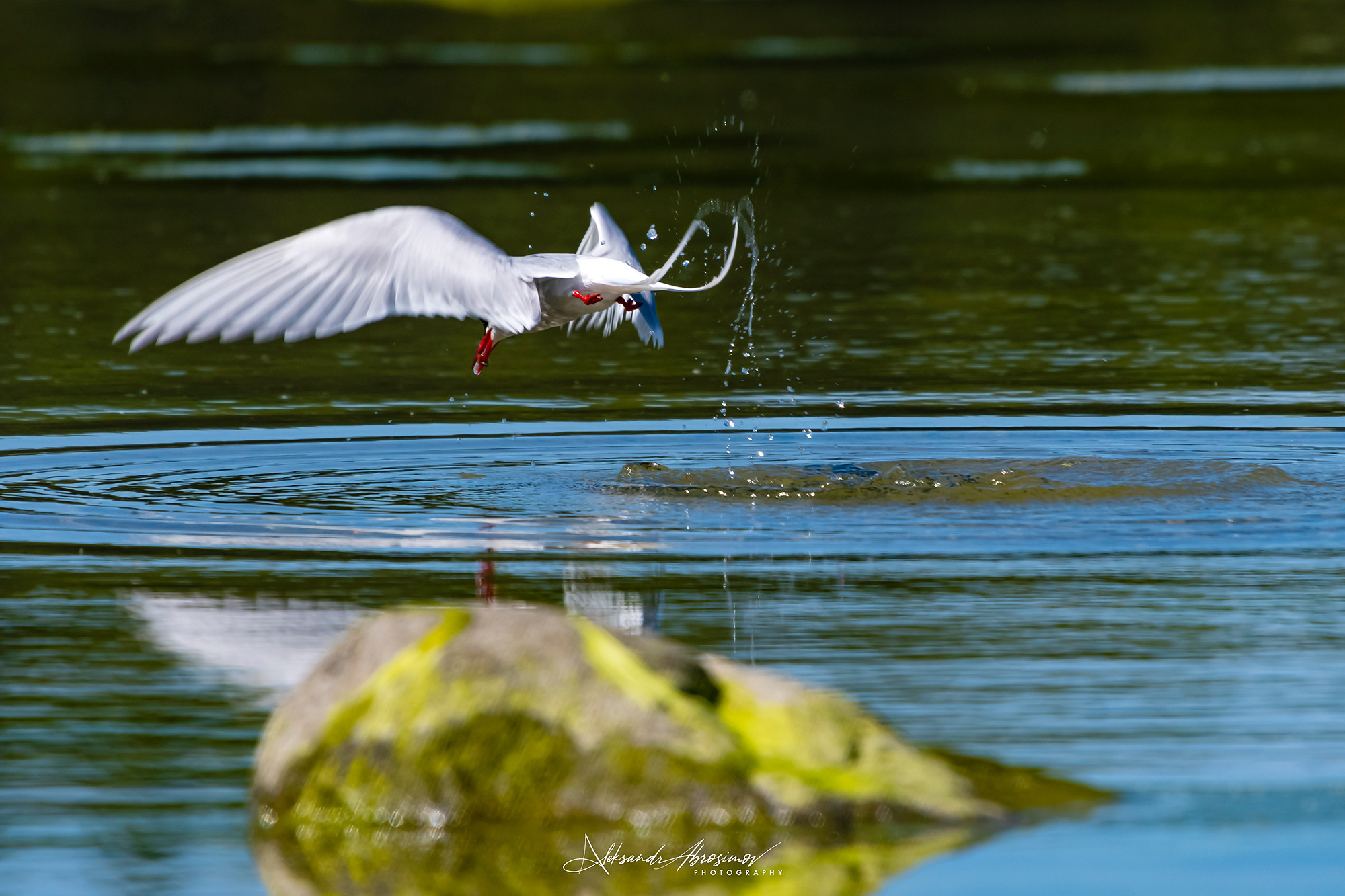 Birds. Птицы. Aleksandr Abrosimov Photography