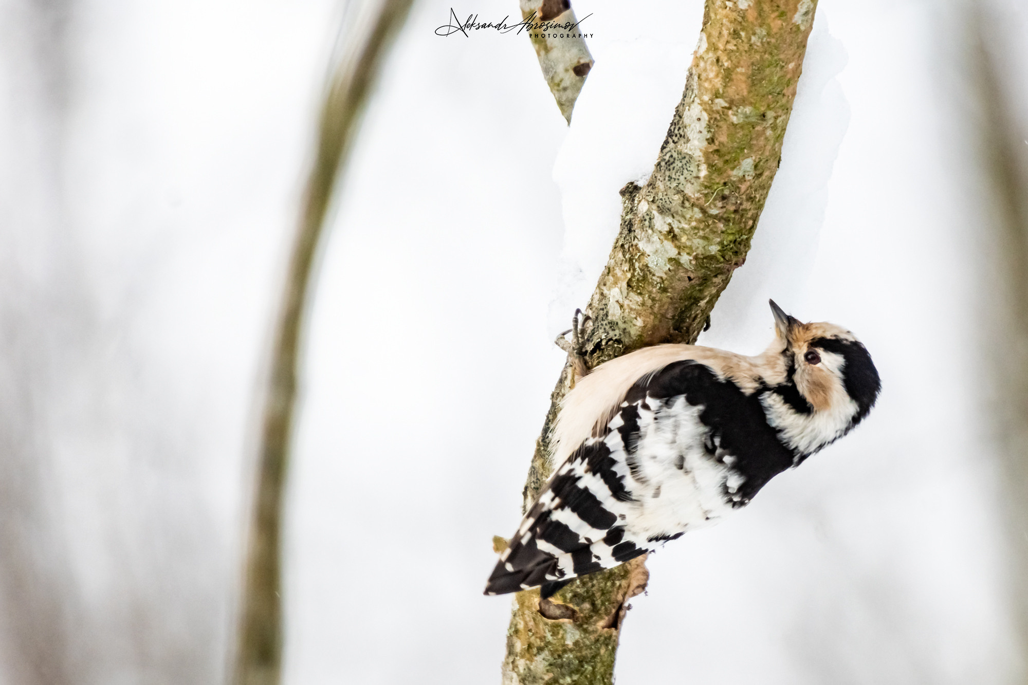 Birds. Птицы. Aleksandr Abrosimov Photography