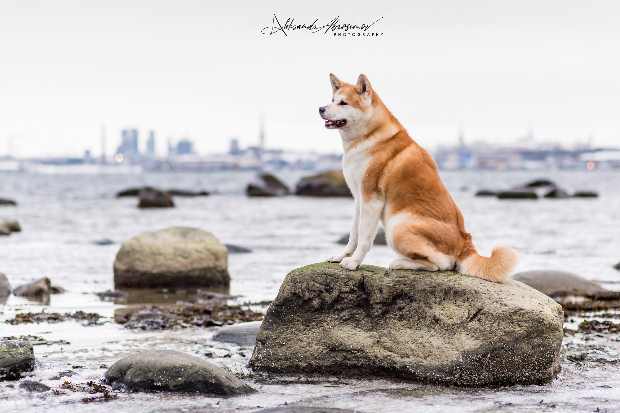 Pets. Домашние питомцы. Aleksandr Abrosimov Photography