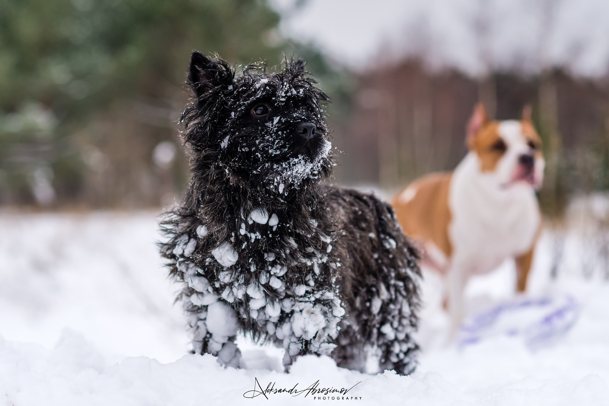 Pets. Домашние питомцы. Aleksandr Abrosimov Photography