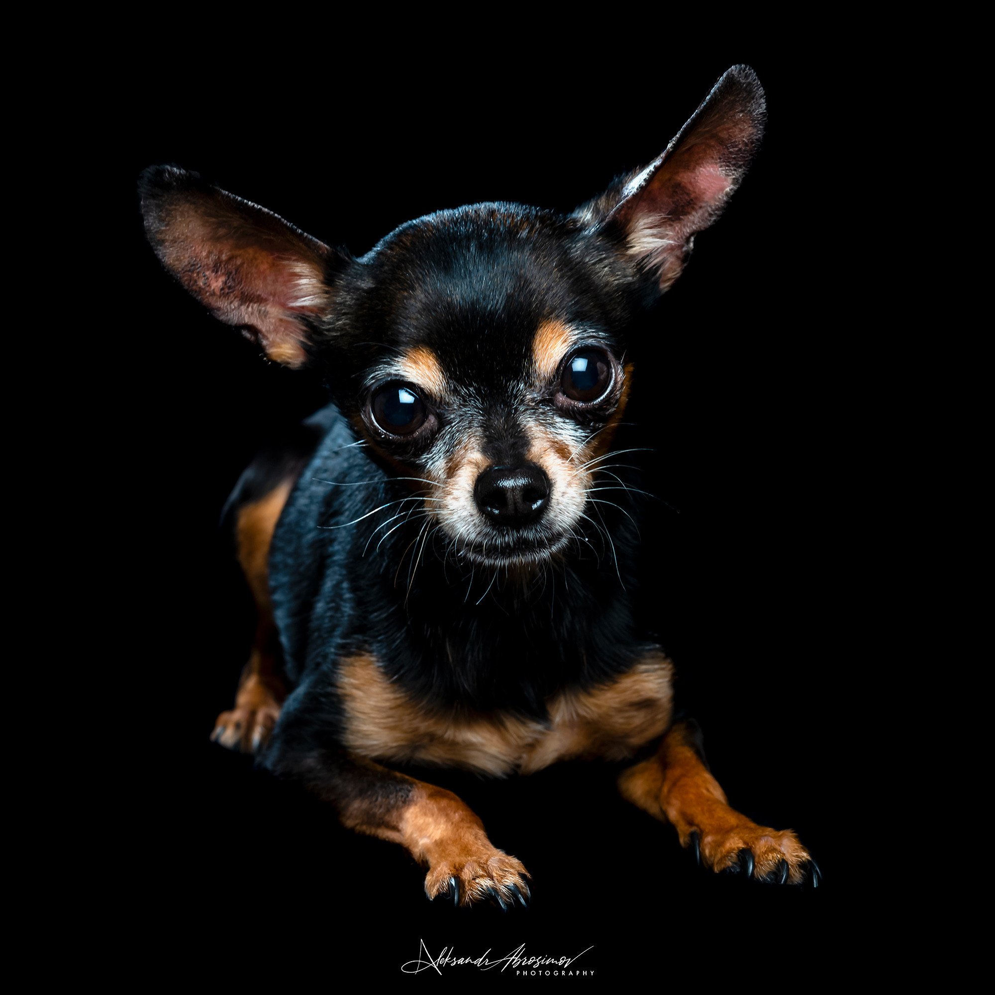 Pets. Домашние питомцы. Aleksandr Abrosimov Photography