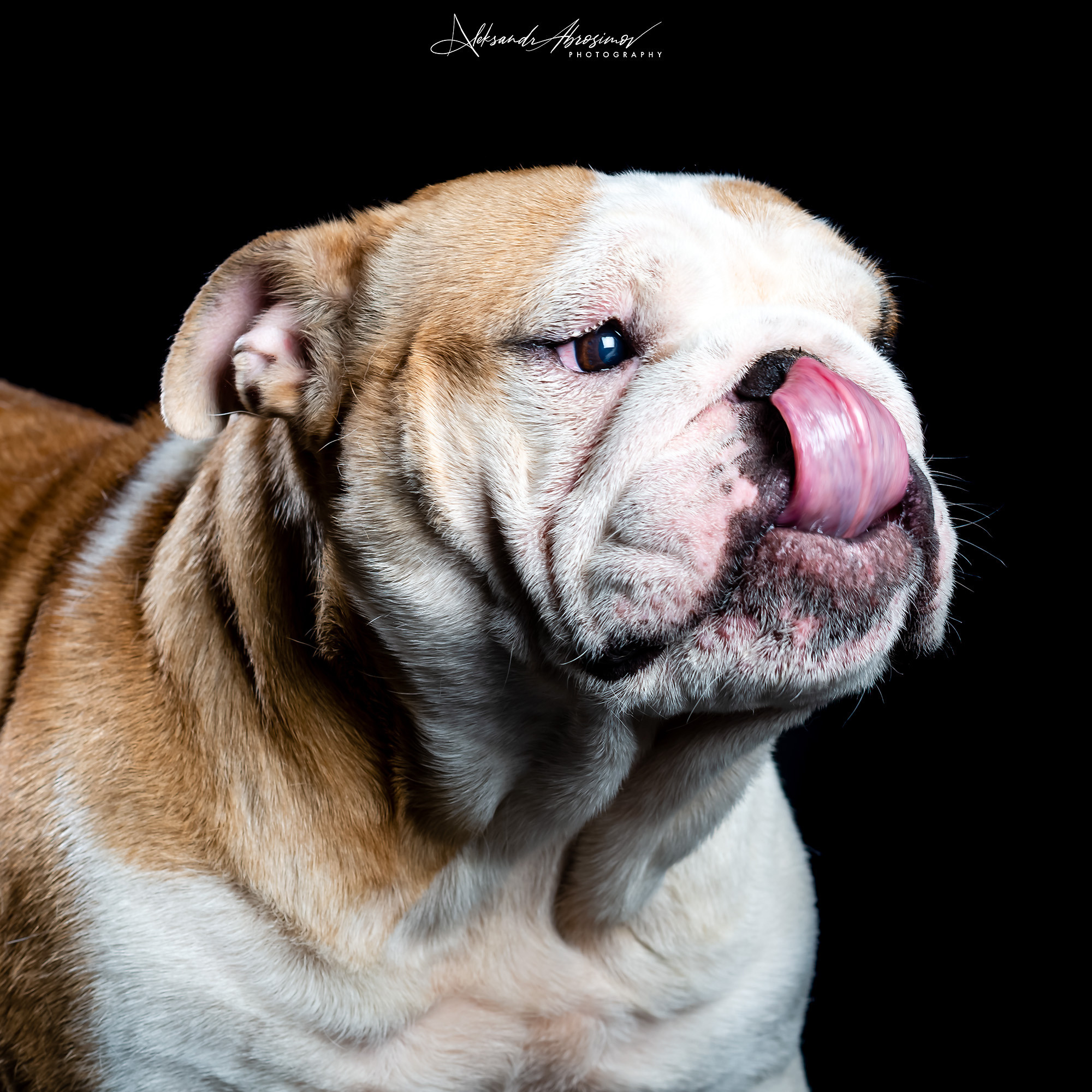 Pets. Домашние питомцы. Aleksandr Abrosimov Photography