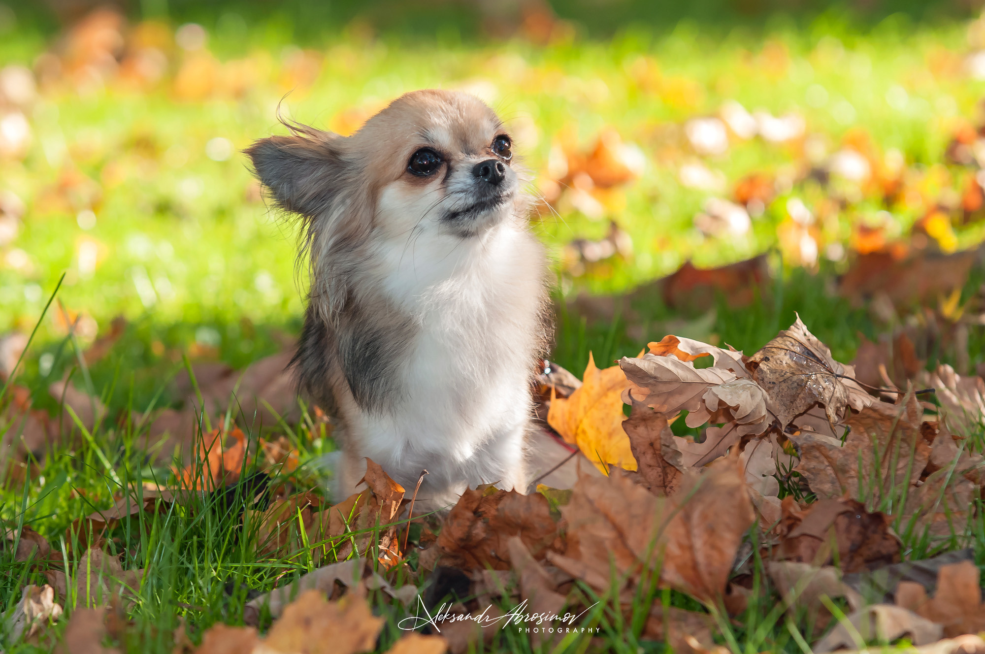 Pets. Домашние питомцы. Aleksandr Abrosimov Photography