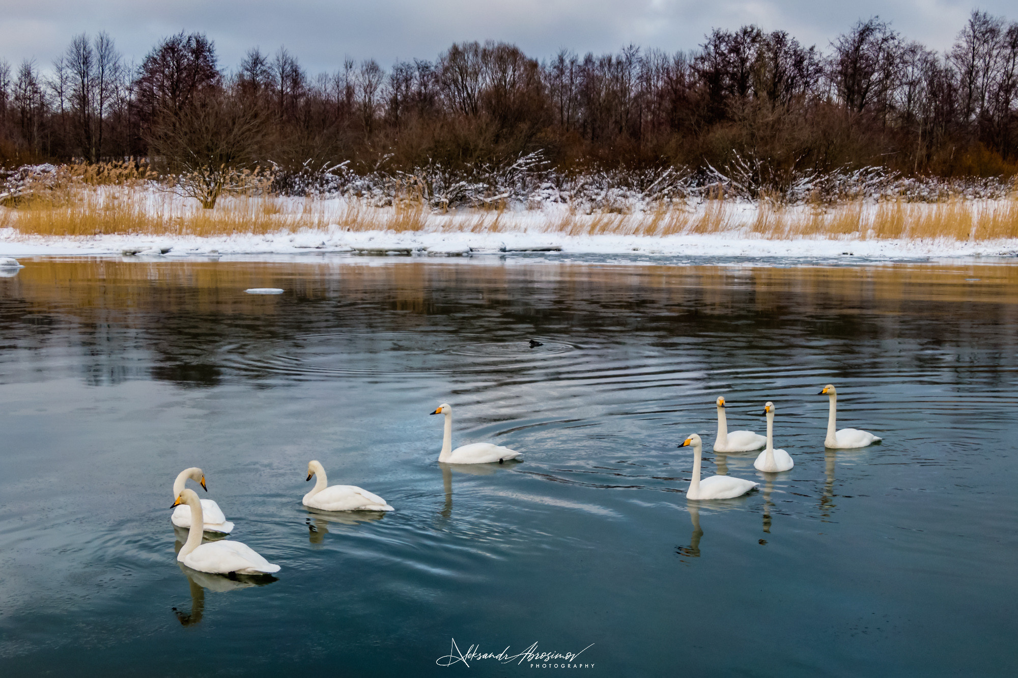 Birds. Птицы. Aleksandr Abrosimov Photography