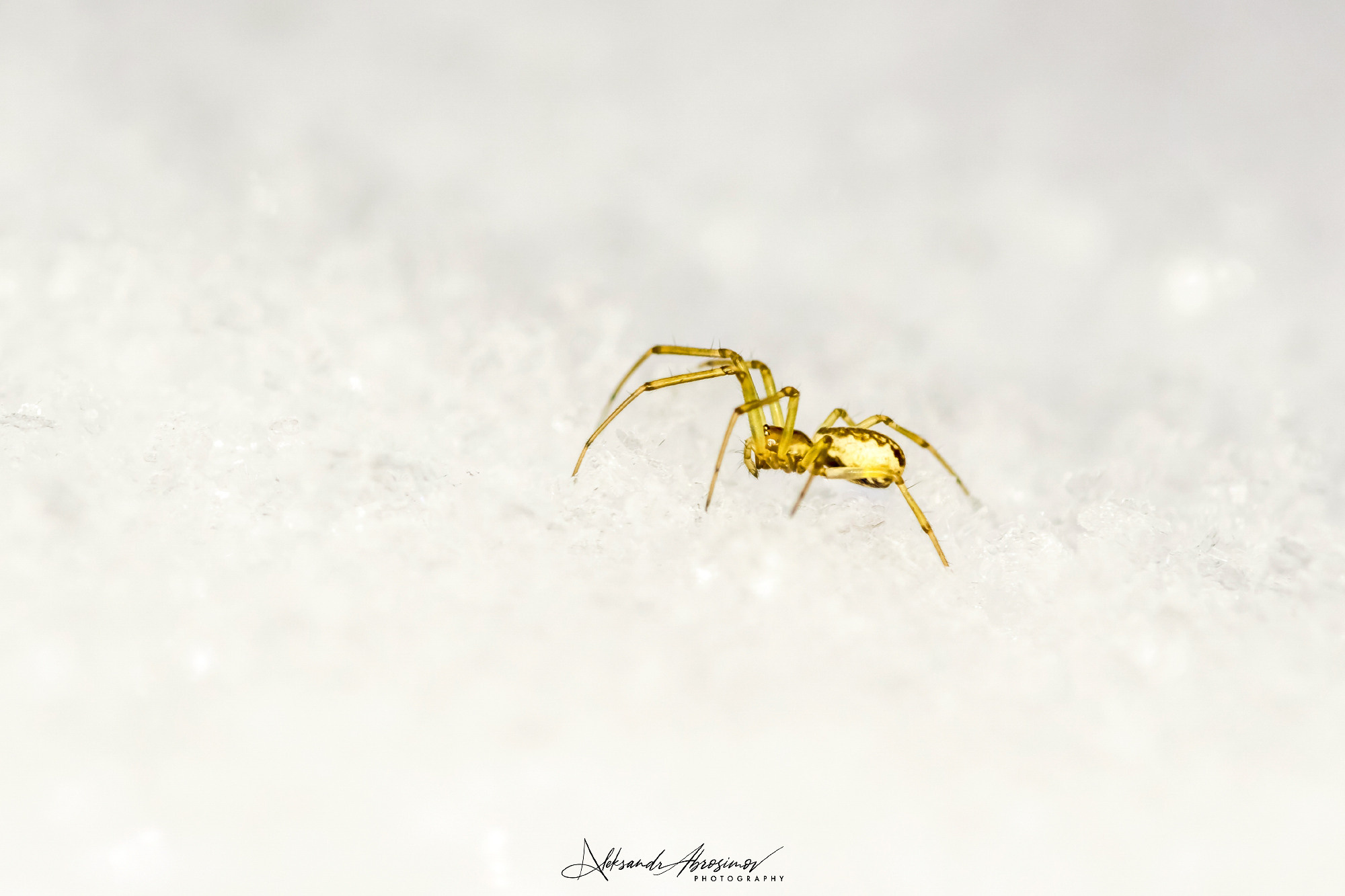 Insects. Насекомые. Aleksandr Abrosimov Photography
